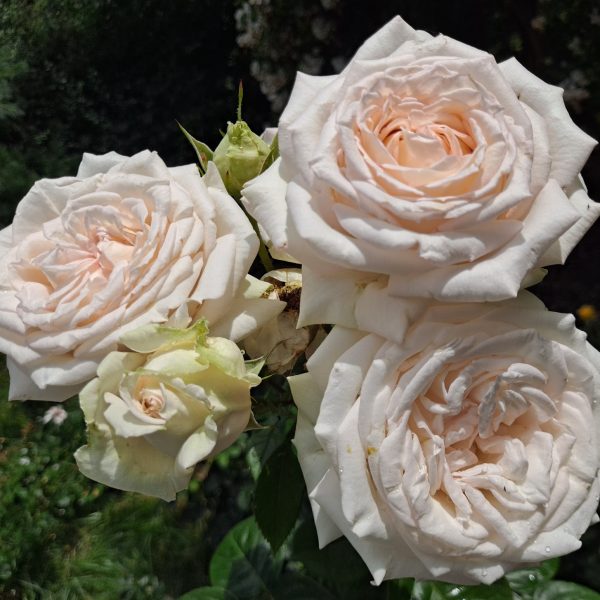 garden roses fragrant rosa Madame anisette sodo rožė bijūninė kvepianti gėlės ir manufaktūra arbatinė grandiflora parfuma