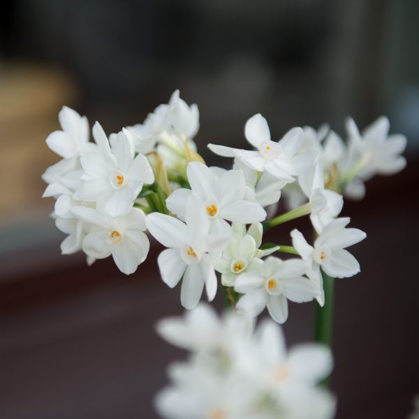 narcissus paperwhite daffodils ziva narcizai balti skintos skinta Gėlės ir manufaktūra flowers