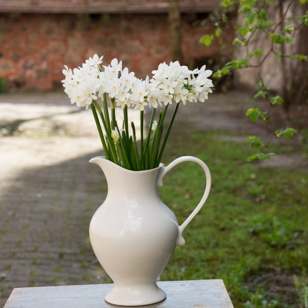 narcissus paperwhite daffodils ziva narcizai balti skintos skinta Gėlės ir manufaktūra flowers