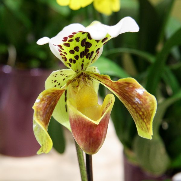 paphiopedilum orchid orchidėja raibuolė veneros kurpaitė kambariniai augalai kambarinės Gėlės ir manufaktūra