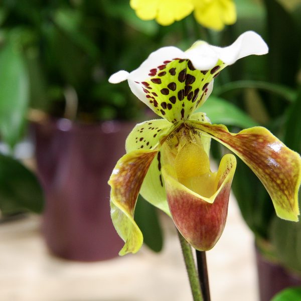 paphiopedilum orchid orchidėja raibuolė veneros kurpaitė kambariniai augalai kambarinės Gėlės ir manufaktūra