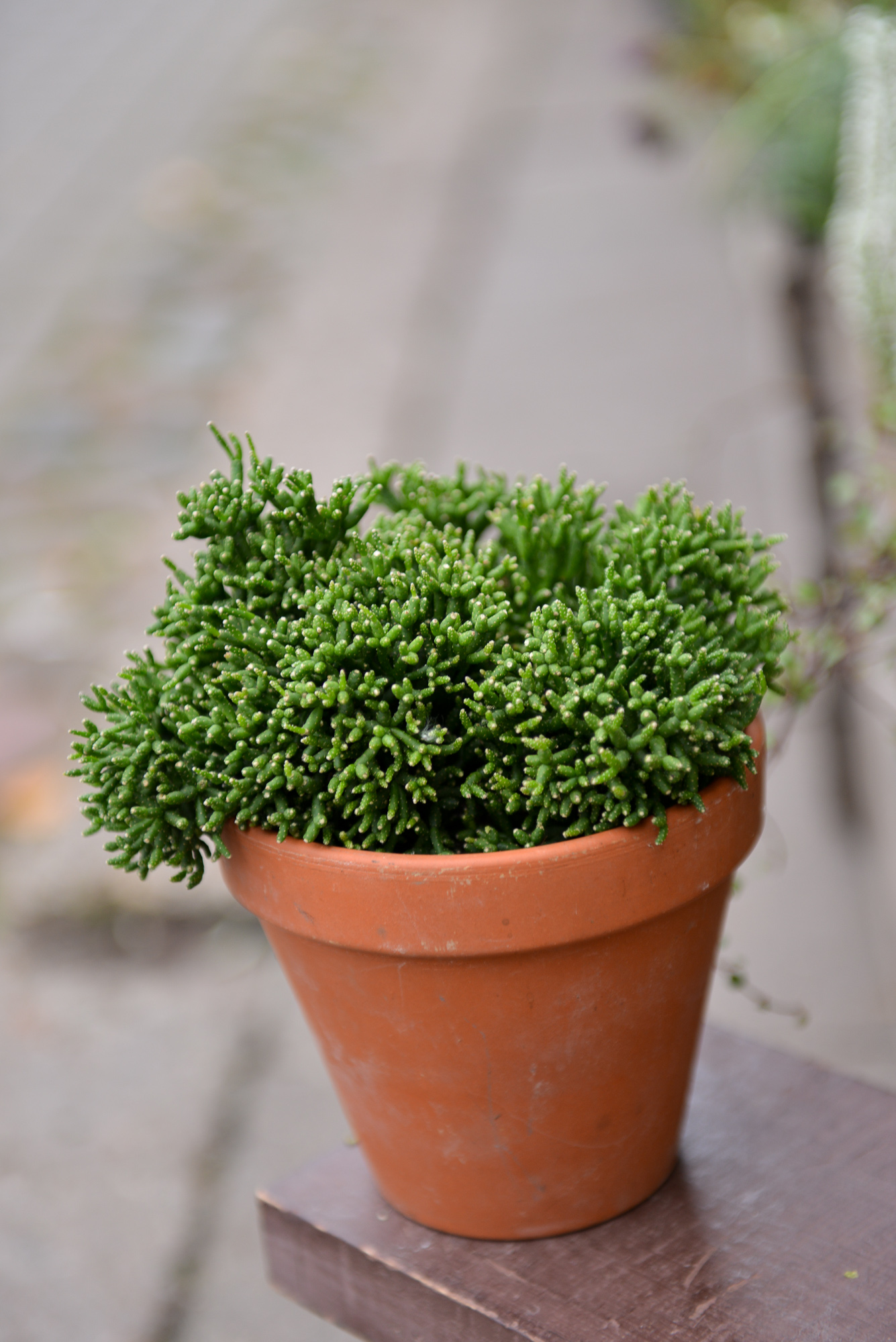 rhipsalis ripsalis kaktusas cactus sukulentas kambarinis augalas gėlės ir manufaktūra kambariniai augalai succulents