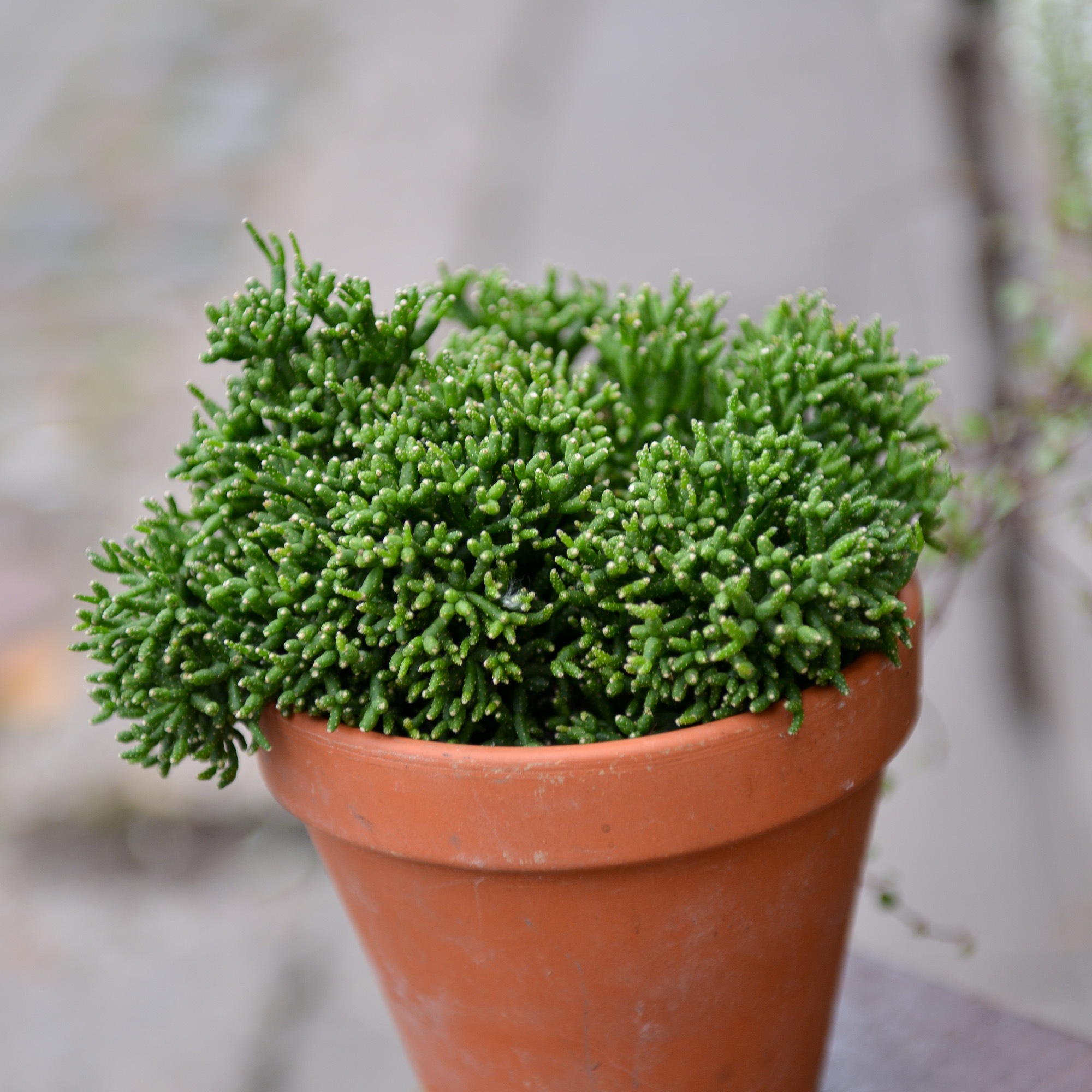 rhipsalis ripsalis kaktusas cactus sukulentas kambarinis augalas gėlės ir manufaktūra kambariniai augalai succulents
