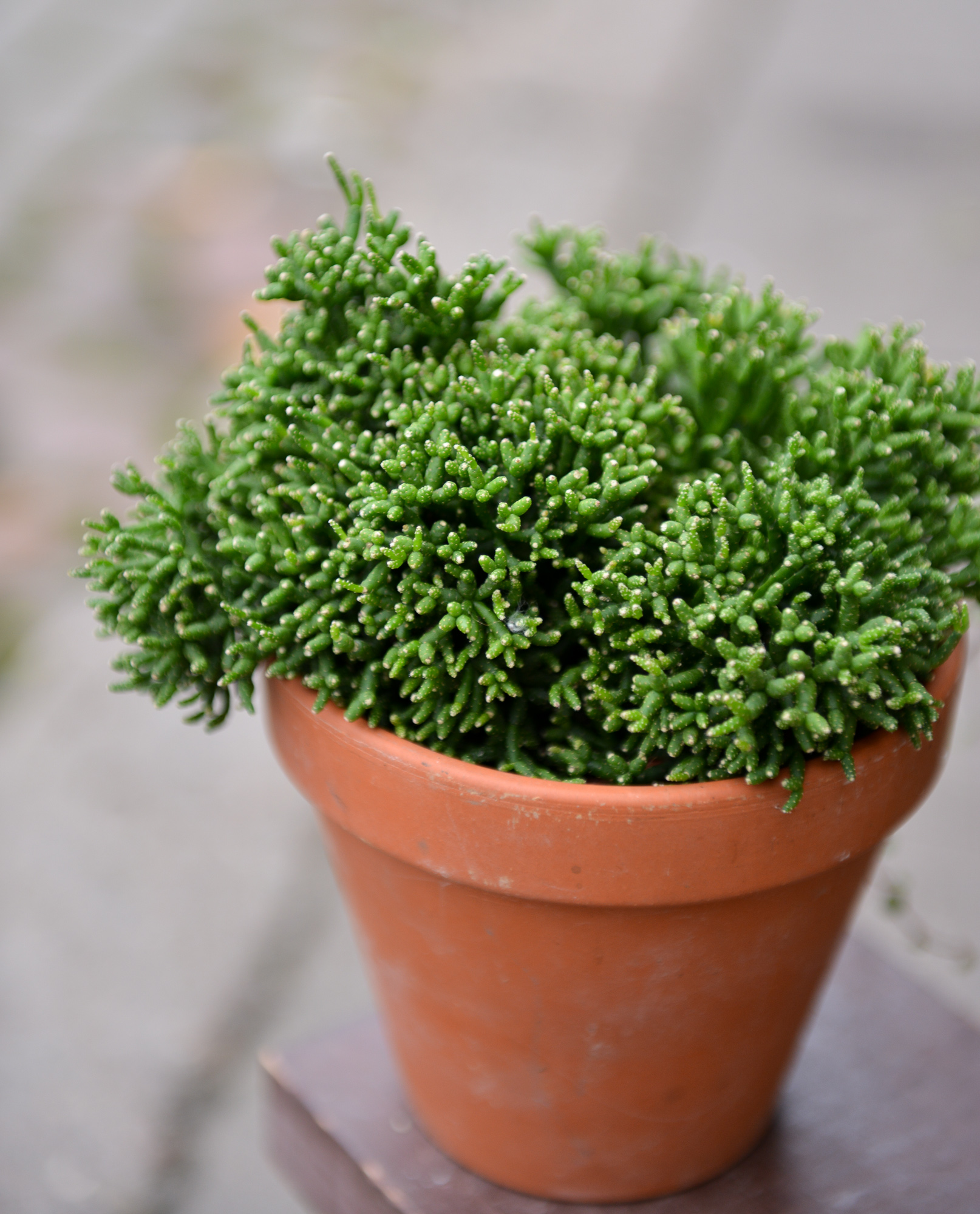 rhipsalis ripsalis kaktusas cactus sukulentas kambarinis augalas gėlės ir manufaktūra kambariniai augalai succulents