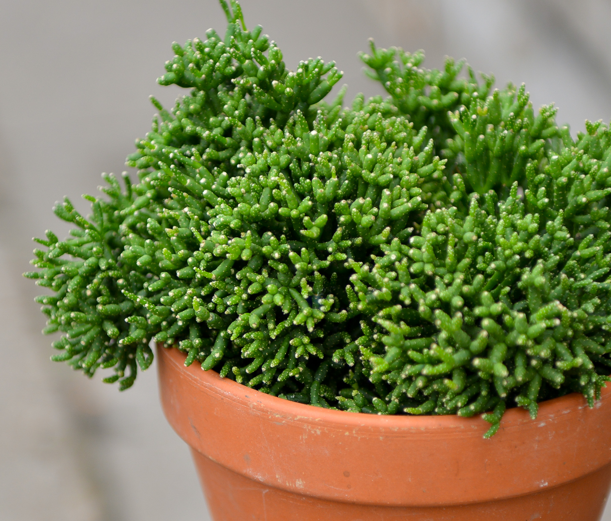 rhipsalis ripsalis kaktusas cactus sukulentas kambarinis augalas gėlės ir manufaktūra kambariniai augalai succulents