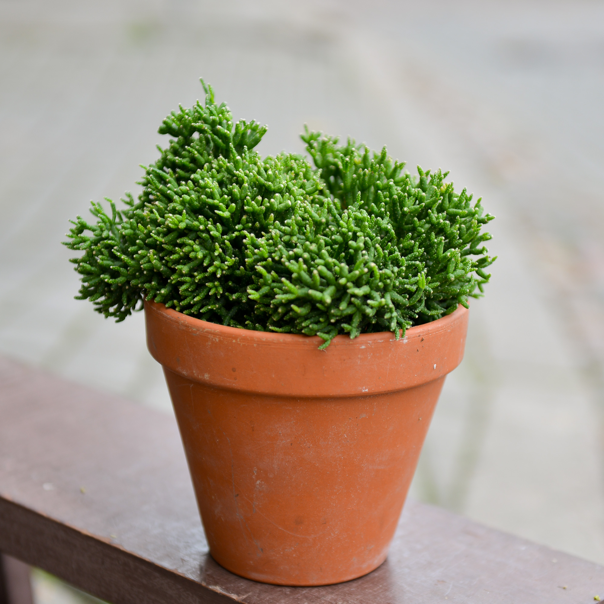 rhipsalis ripsalis kaktusas cactus sukulentas kambarinis augalas gėlės ir manufaktūra kambariniai augalai succulents