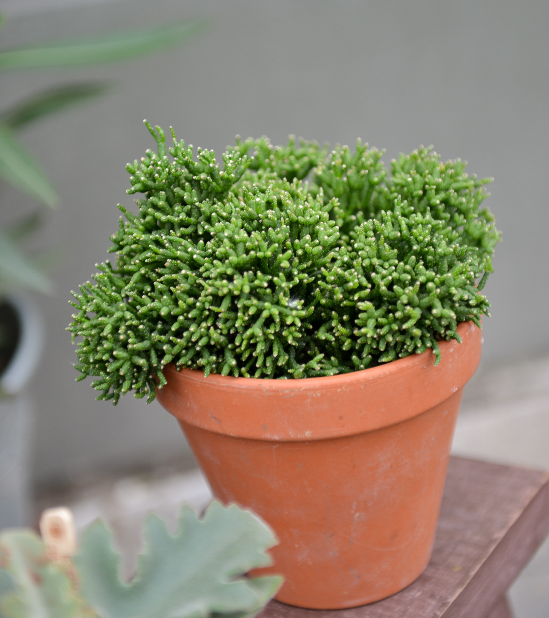 rhipsalis ripsalis kaktusas cactus sukulentas kambarinis augalas gėlės ir manufaktūra kambariniai augalai succulents