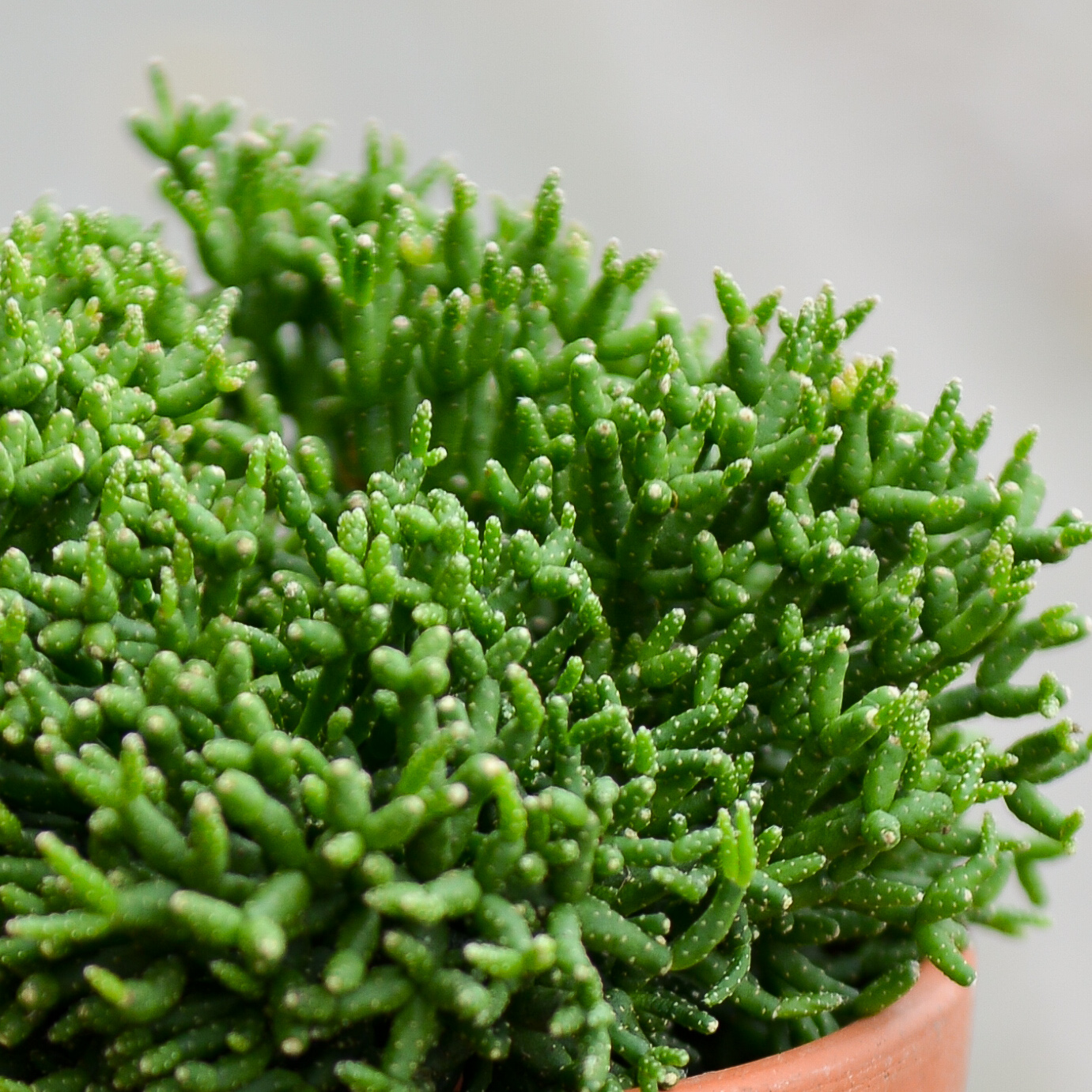 rhipsalis ripsalis kaktusas cactus sukulentas kambarinis augalas gėlės ir manufaktūra kambariniai augalai succulents