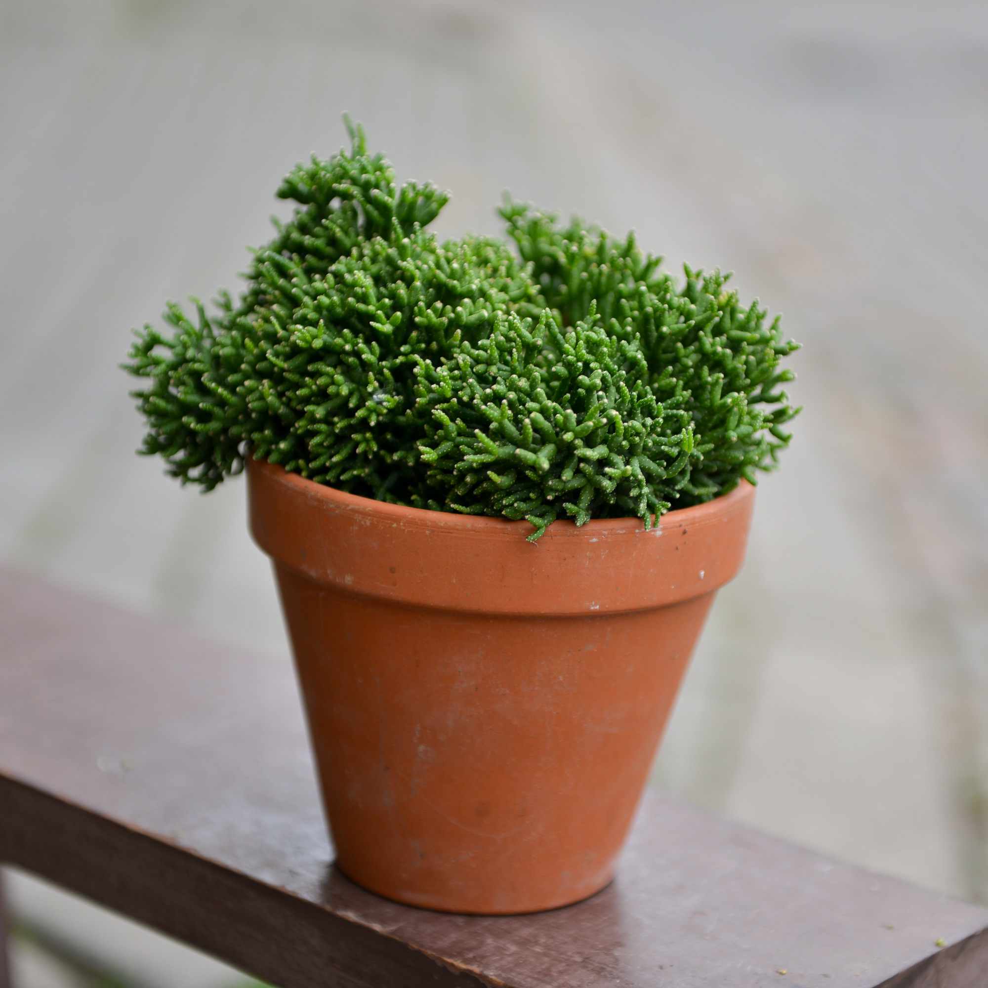 rhipsalis ripsalis kaktusas cactus sukulentas kambarinis augalas gėlės ir manufaktūra kambariniai augalai succulents