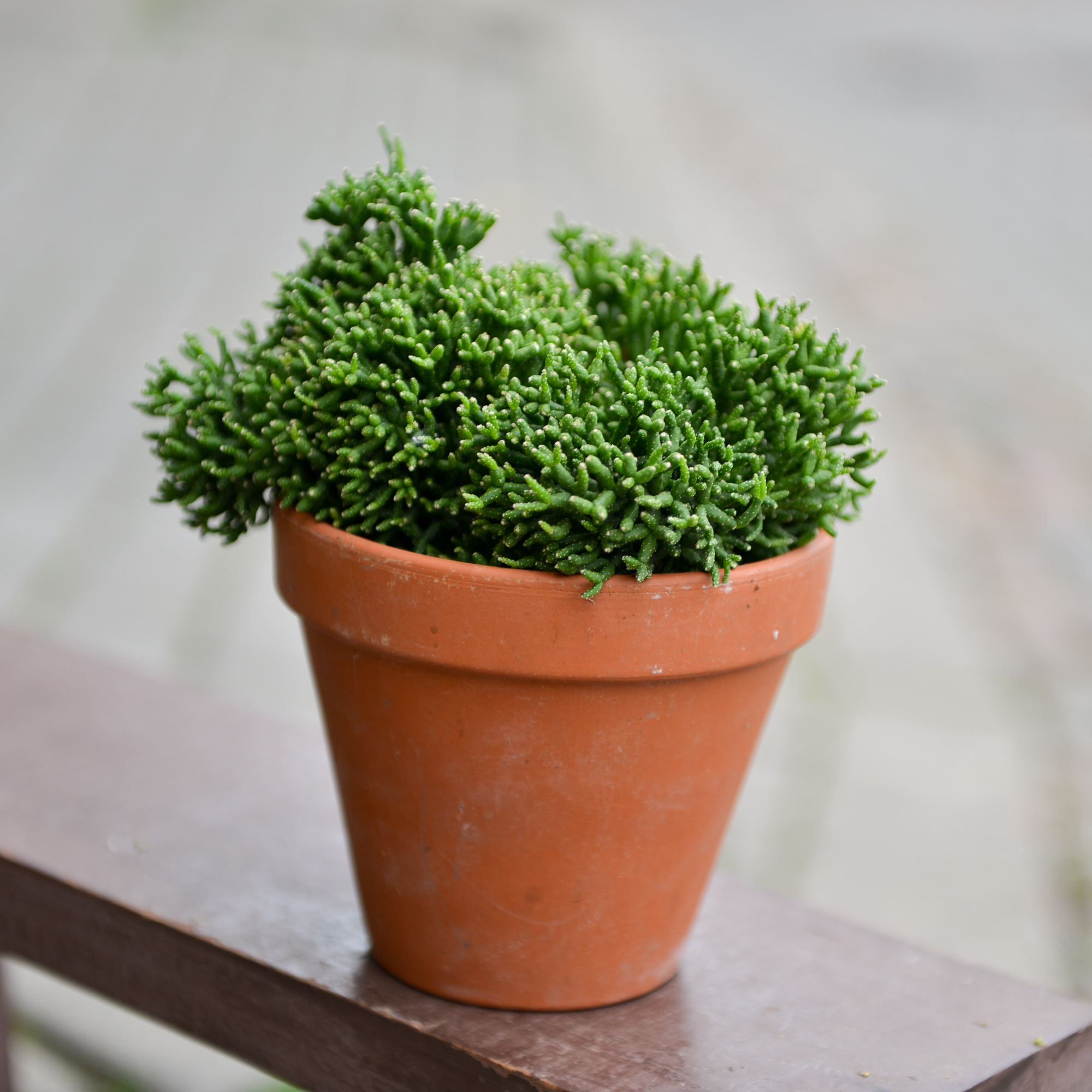 rhipsalis ripsalis kaktusas cactus sukulentas kambarinis augalas gėlės ir manufaktūra kambariniai augalai succulents