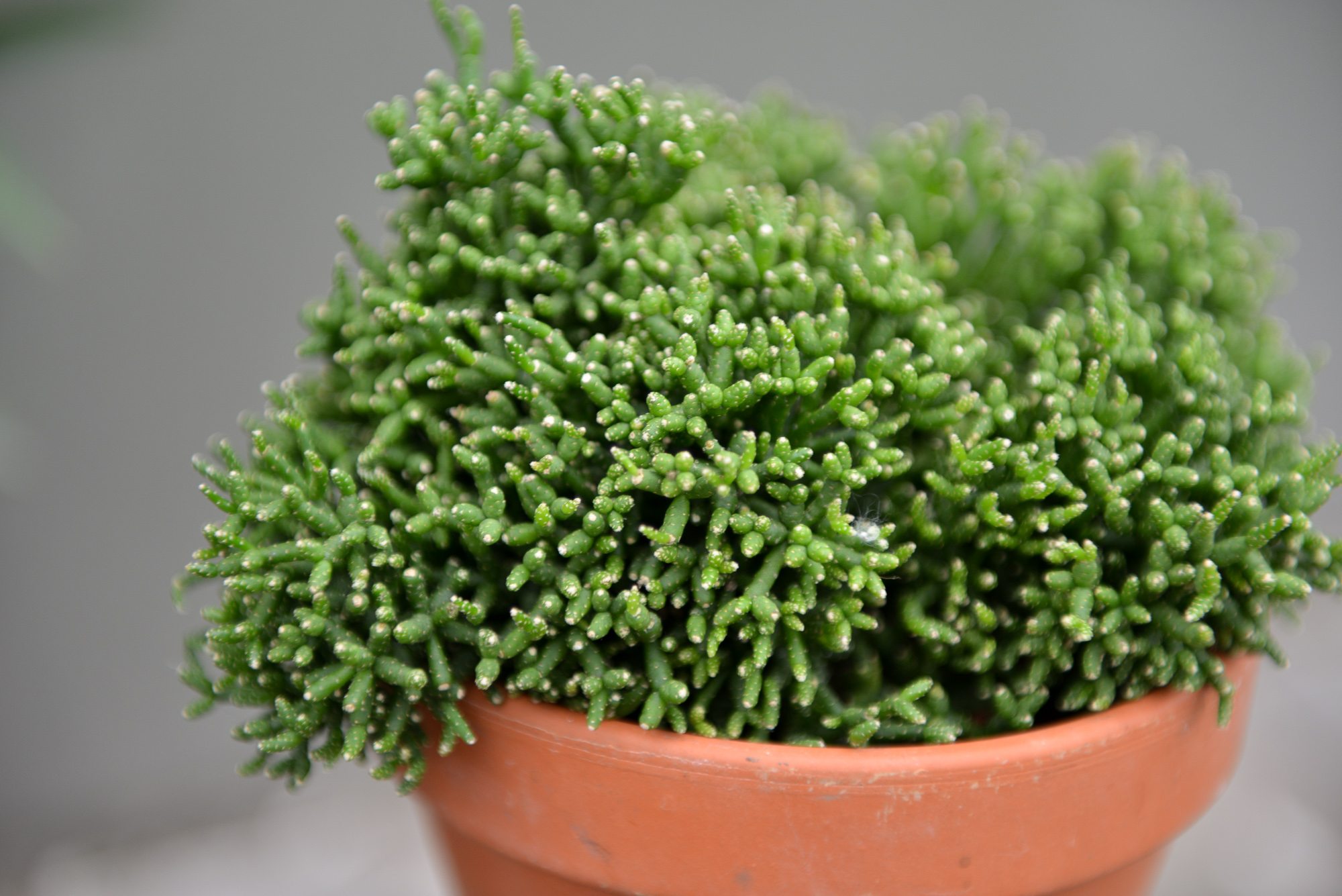 rhipsalis ripsalis kaktusas cactus sukulentas kambarinis augalas gėlės ir manufaktūra kambariniai augalai succulents