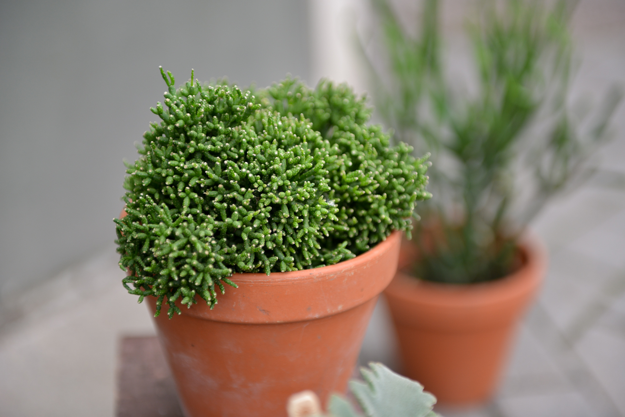 rhipsalis ripsalis kaktusas cactus sukulentas kambarinis augalas gėlės ir manufaktūra kambariniai augalai succulents