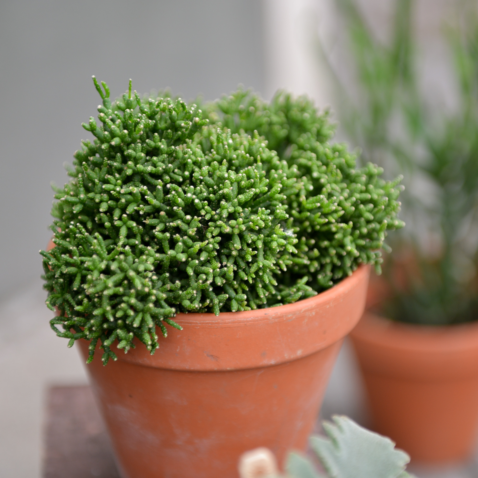 rhipsalis ripsalis kaktusas cactus sukulentas kambarinis augalas gėlės ir manufaktūra kambariniai augalai succulents