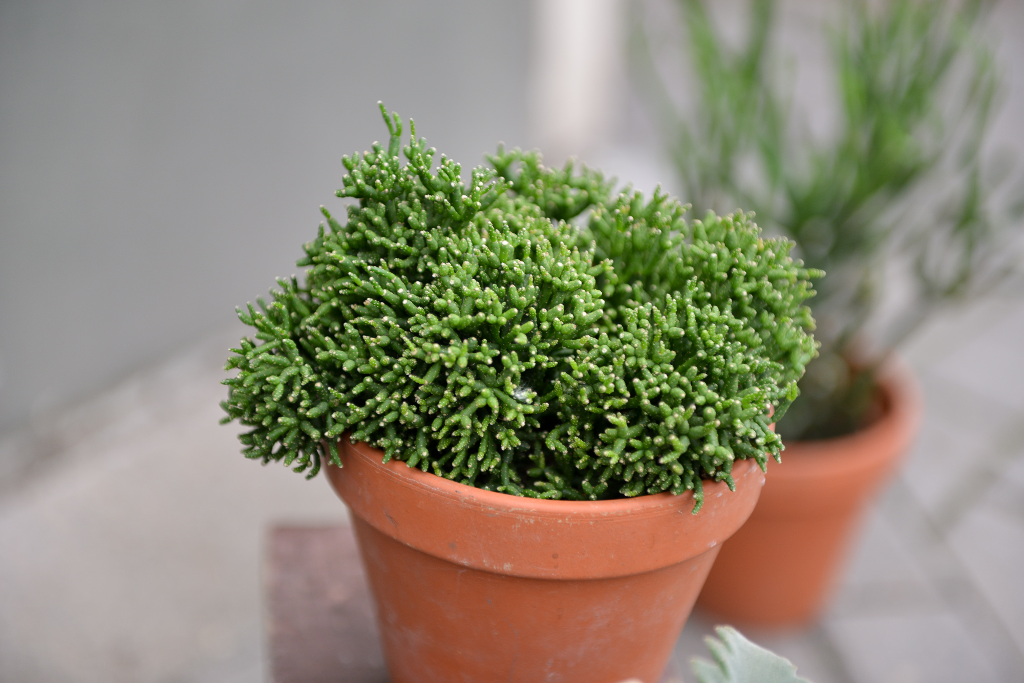 rhipsalis ripsalis kaktusas cactus sukulentas kambarinis augalas gėlės ir manufaktūra kambariniai augalai succulents