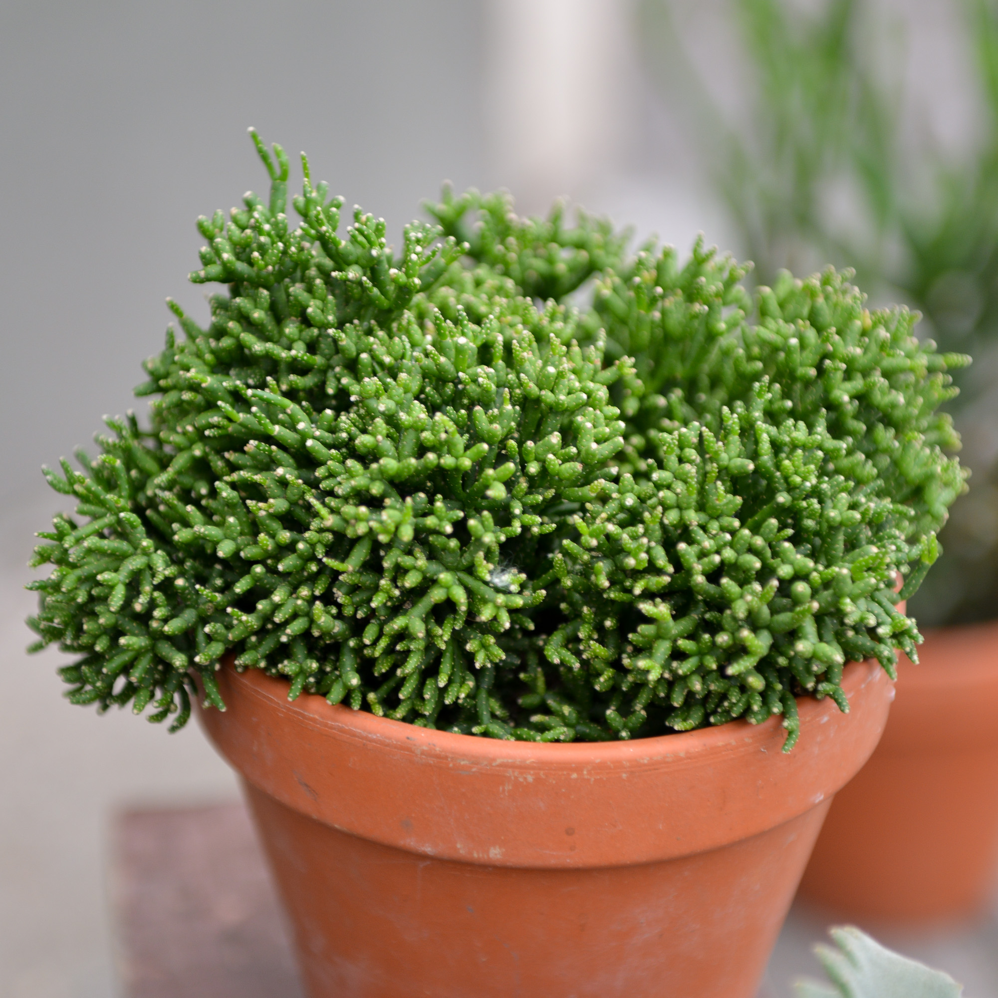 rhipsalis ripsalis kaktusas cactus sukulentas kambarinis augalas gėlės ir manufaktūra kambariniai augalai succulents