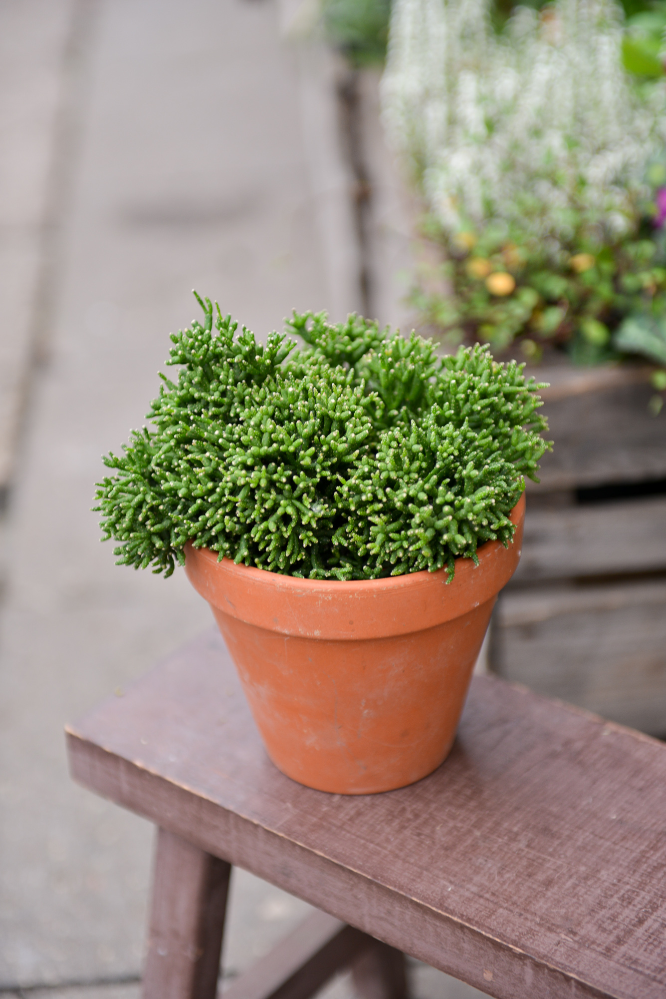 rhipsalis ripsalis kaktusas cactus sukulentas kambarinis augalas gėlės ir manufaktūra kambariniai augalai succulents