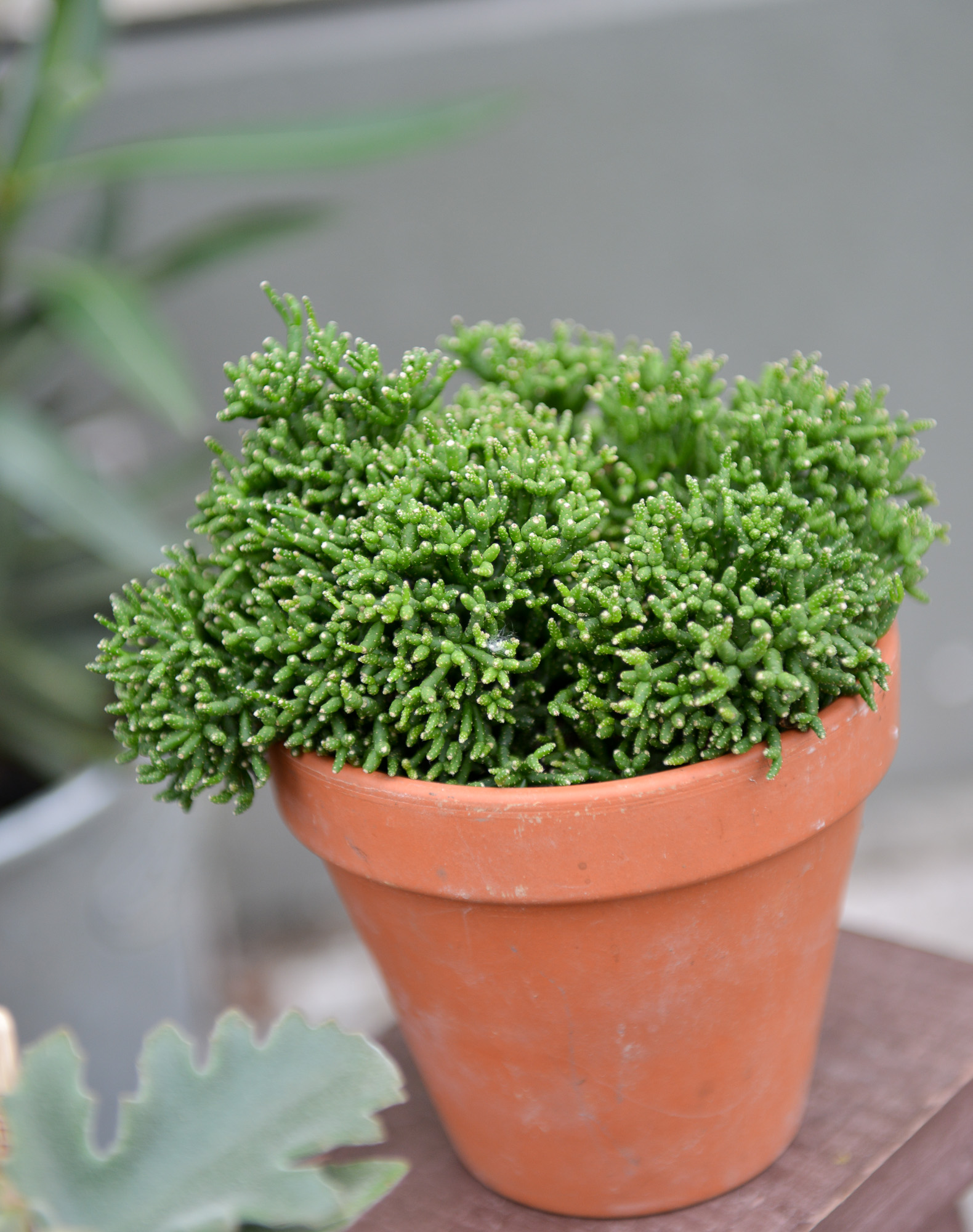 rhipsalis ripsalis kaktusas cactus sukulentas kambarinis augalas gėlės ir manufaktūra kambariniai augalai succulents