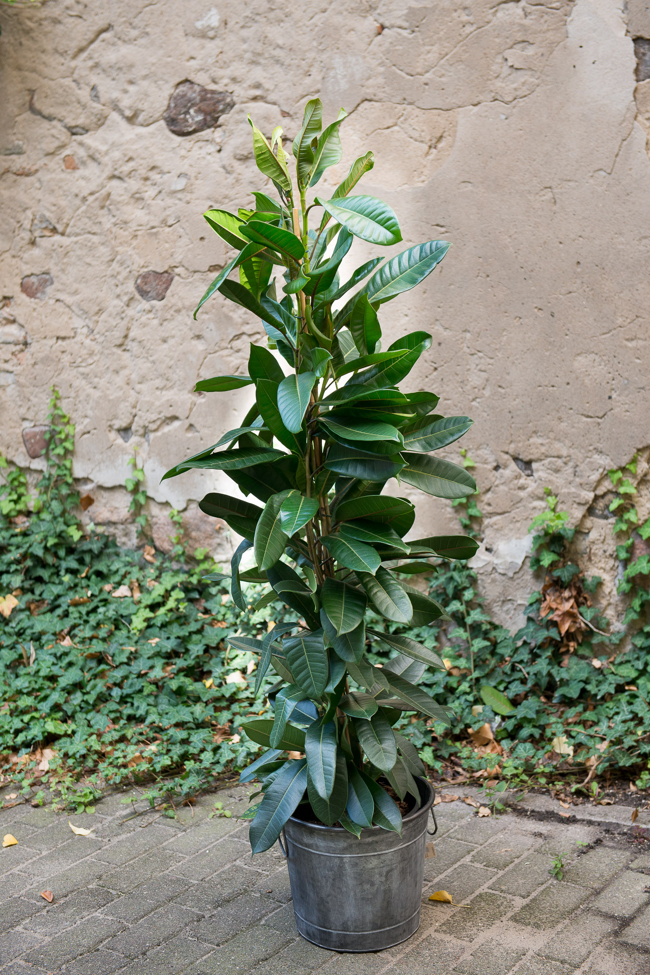 Ficus Cyathistipula fikusas kambarinis augalas gėlės ir manufaktūra kambariniai augalai