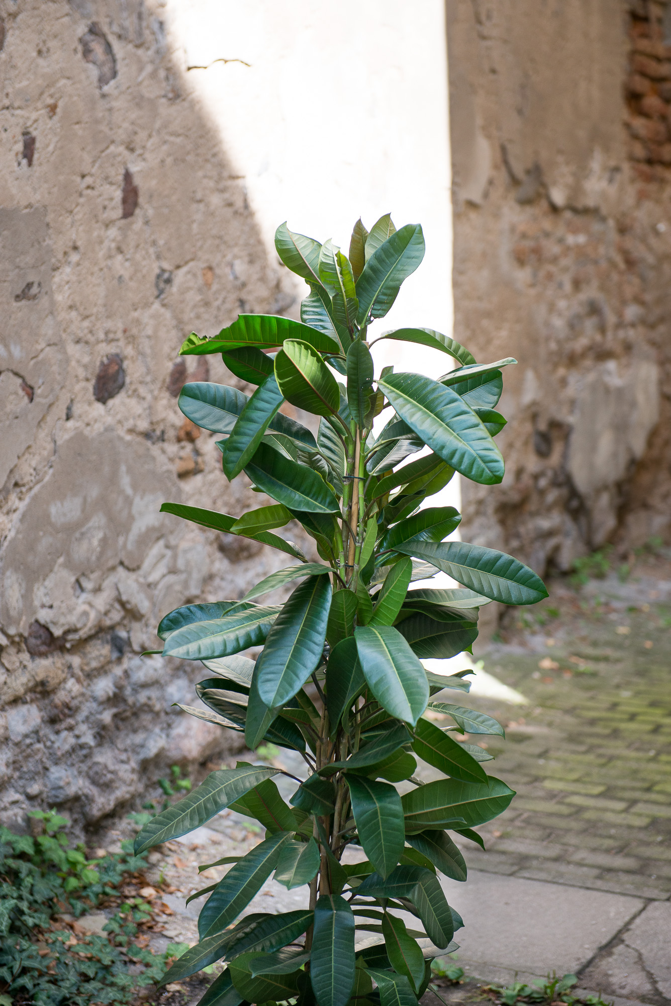 Ficus Cyathistipula fikusas kambarinis augalas gėlės ir manufaktūra kambariniai augalai