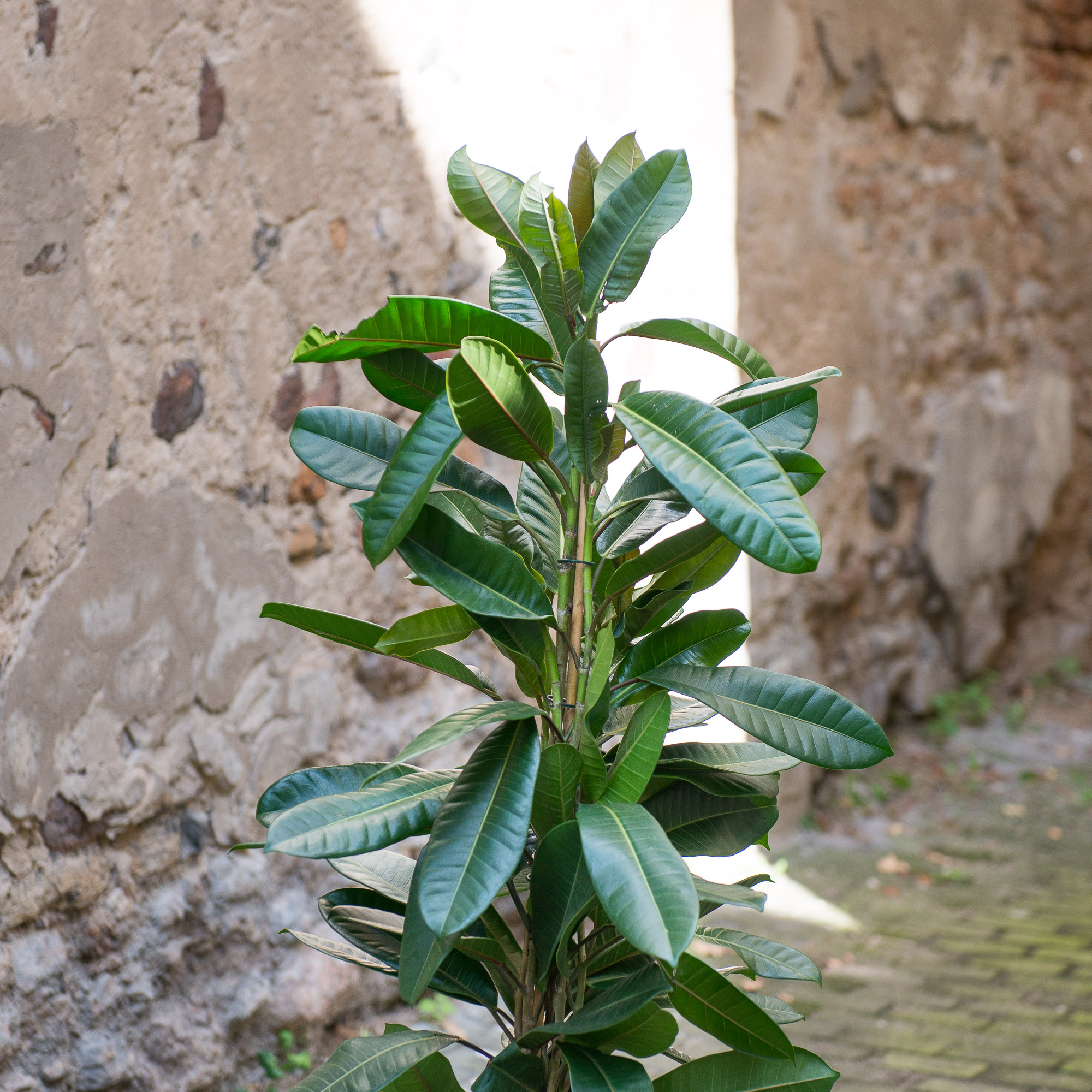 Ficus Cyathistipula fikusas kambarinis augalas gėlės ir manufaktūra kambariniai augalai
