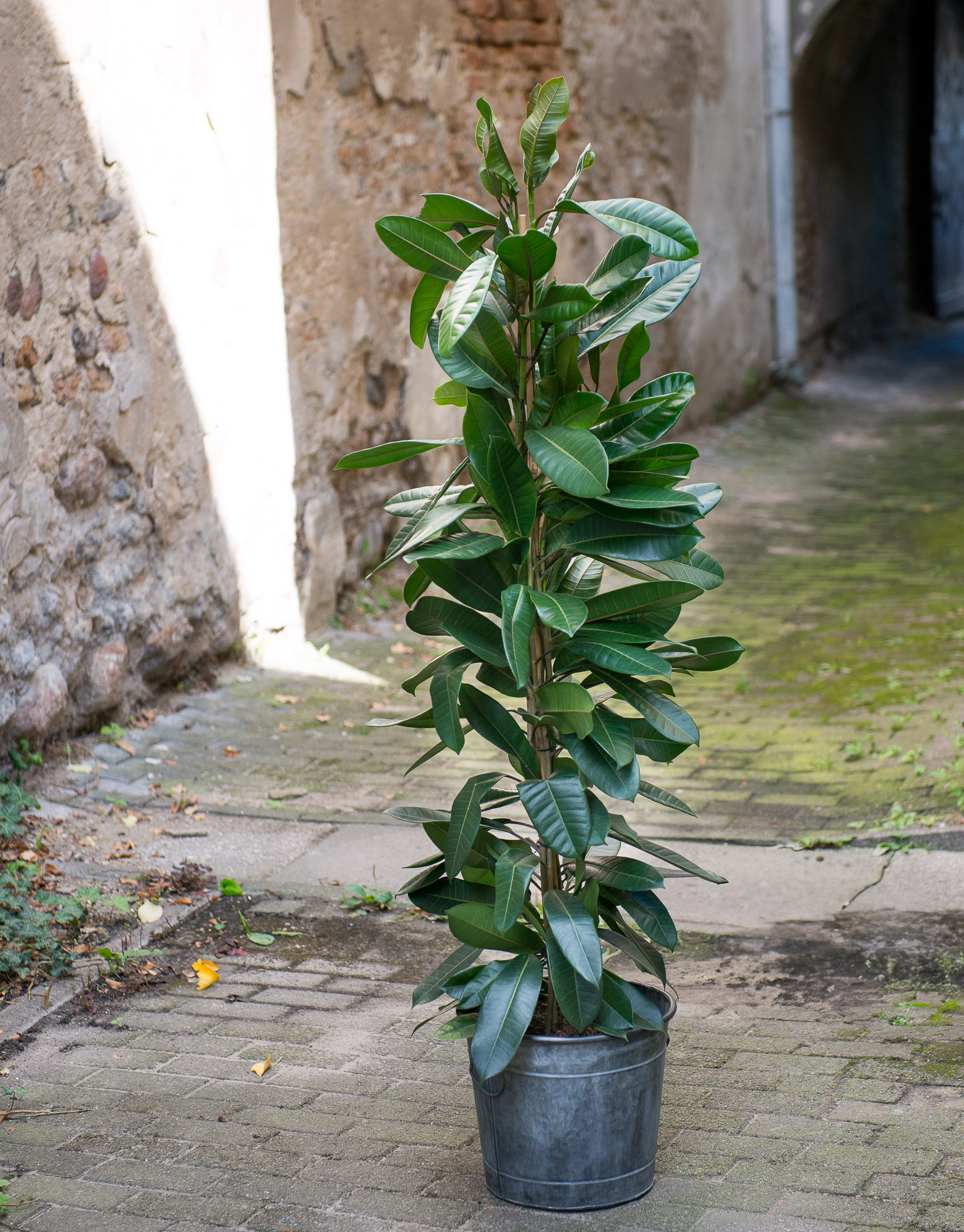 Ficus Cyathistipula fikusas kambarinis augalas gėlės ir manufaktūra kambariniai augalai