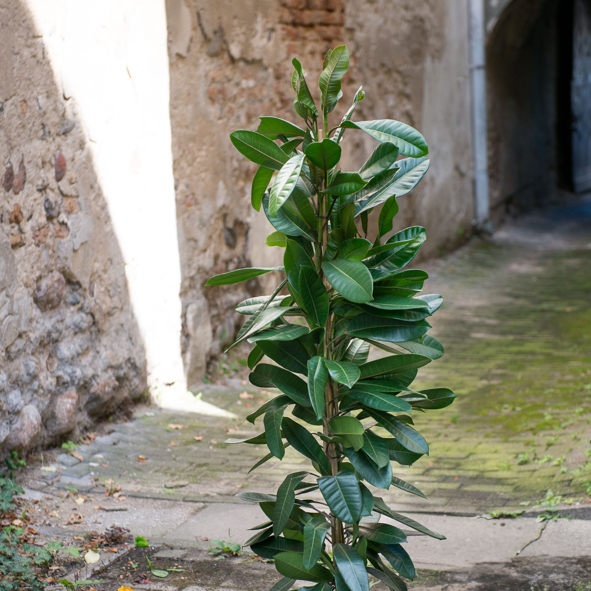 Ficus Cyathistipula fikusas kambarinis augalas gėlės ir manufaktūra kambariniai augalai