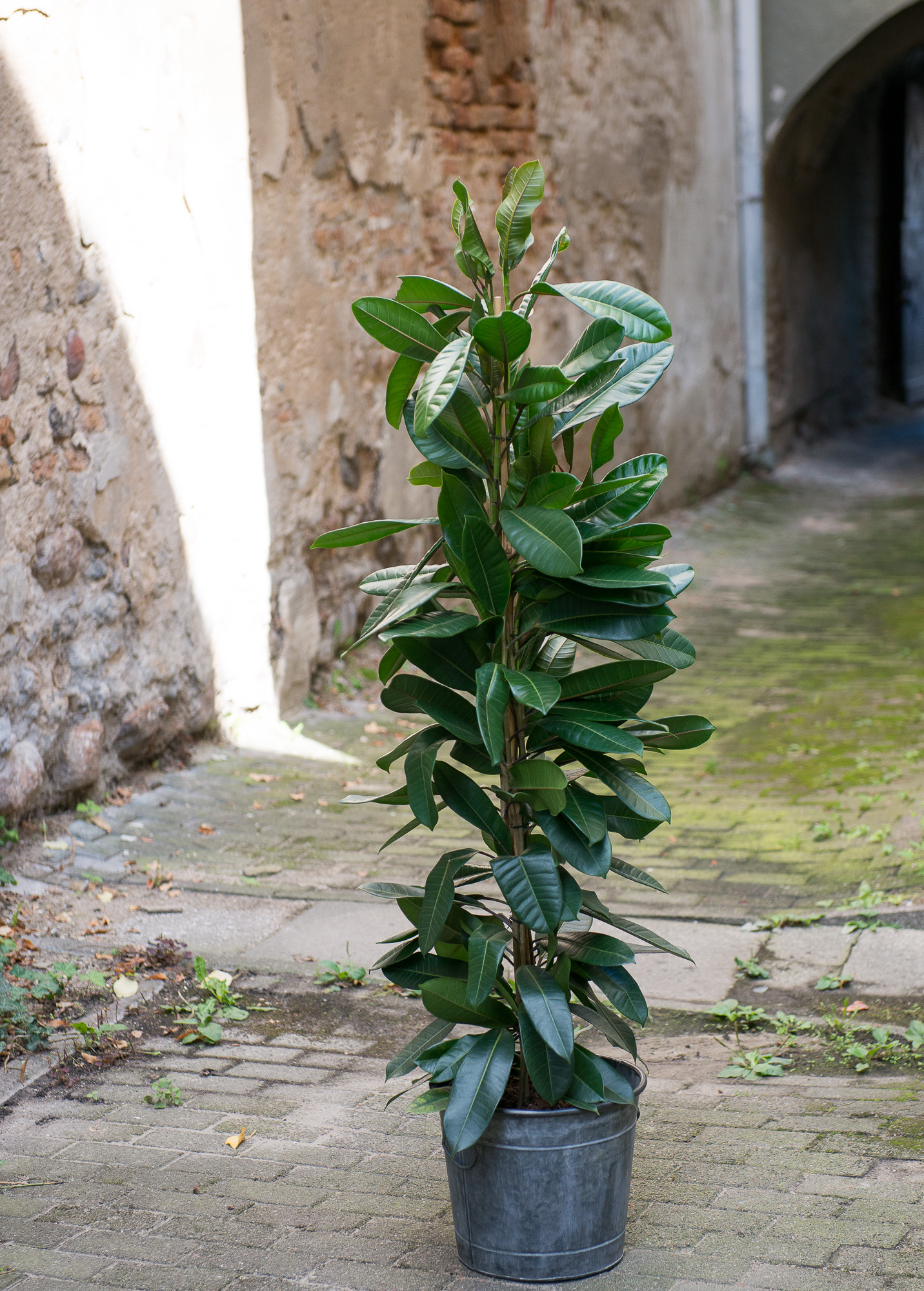 Ficus Cyathistipula fikusas kambarinis augalas gėlės ir manufaktūra kambariniai augalai
