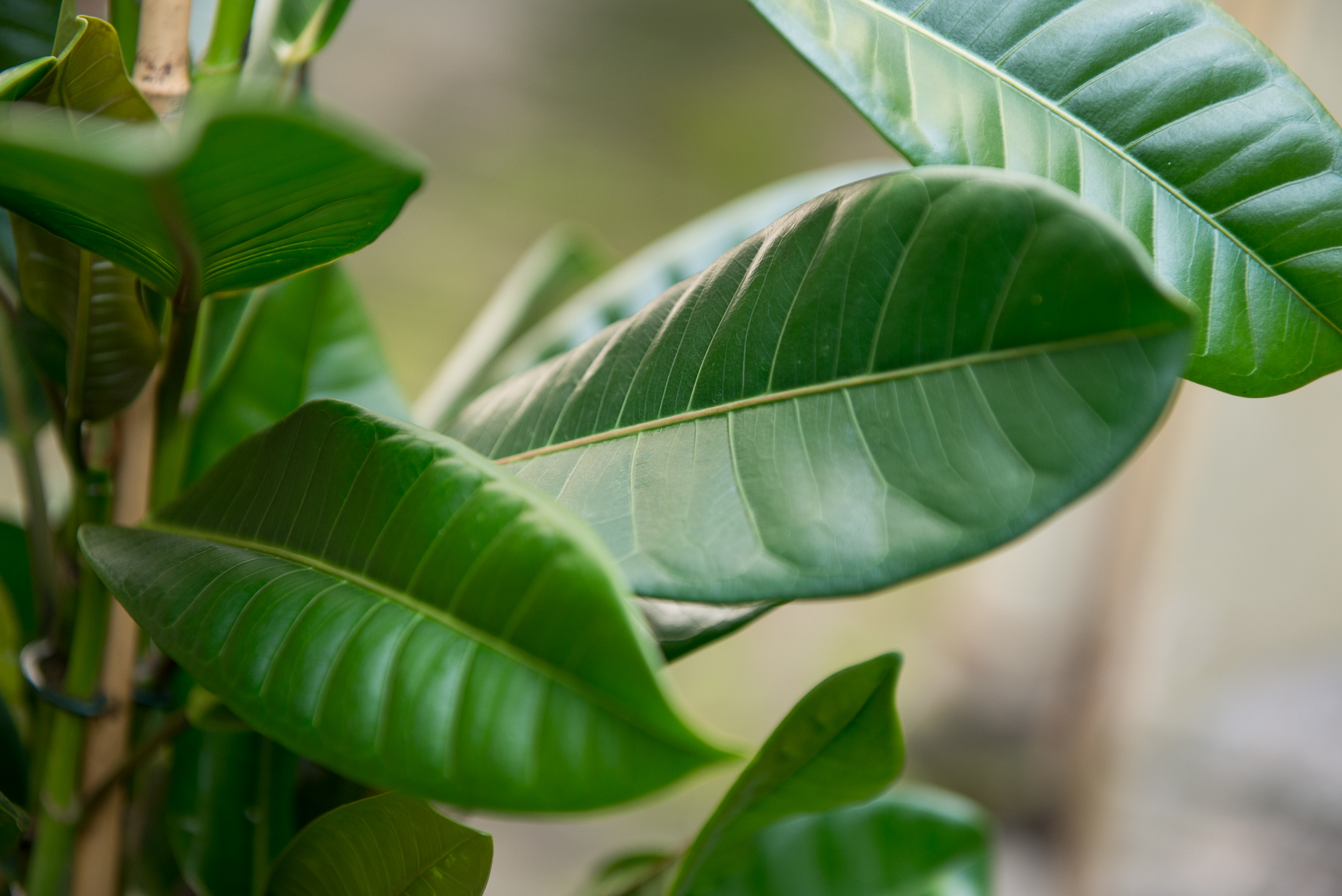 Ficus Cyathistipula fikusas kambarinis augalas gėlės ir manufaktūra kambariniai augalai