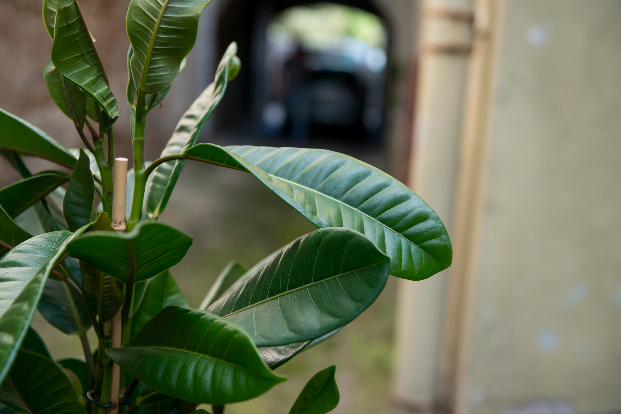 Ficus Cyathistipula fikusas kambarinis augalas gėlės ir manufaktūra kambariniai augalai
