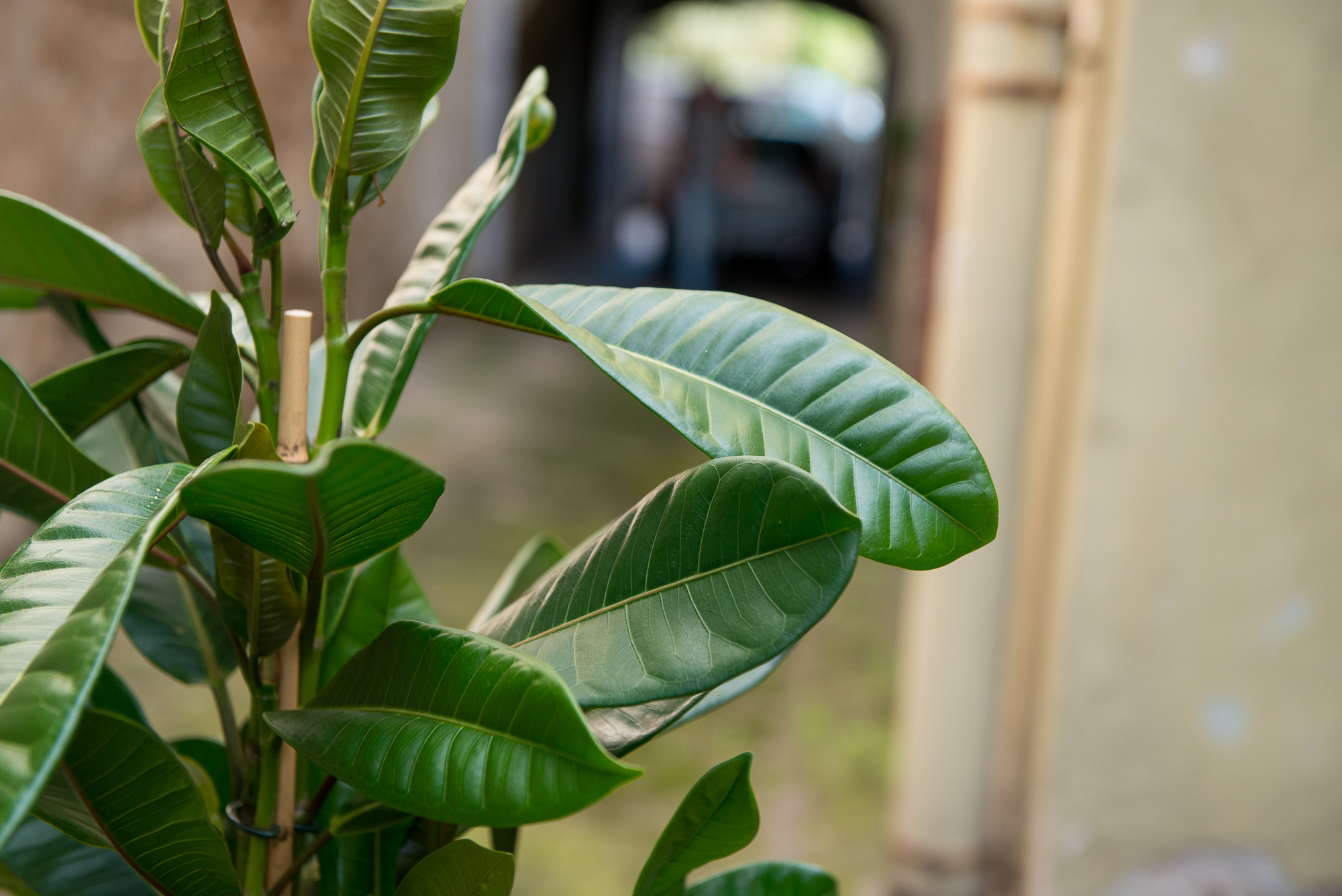 Ficus Cyathistipula fikusas kambarinis augalas gėlės ir manufaktūra kambariniai augalai