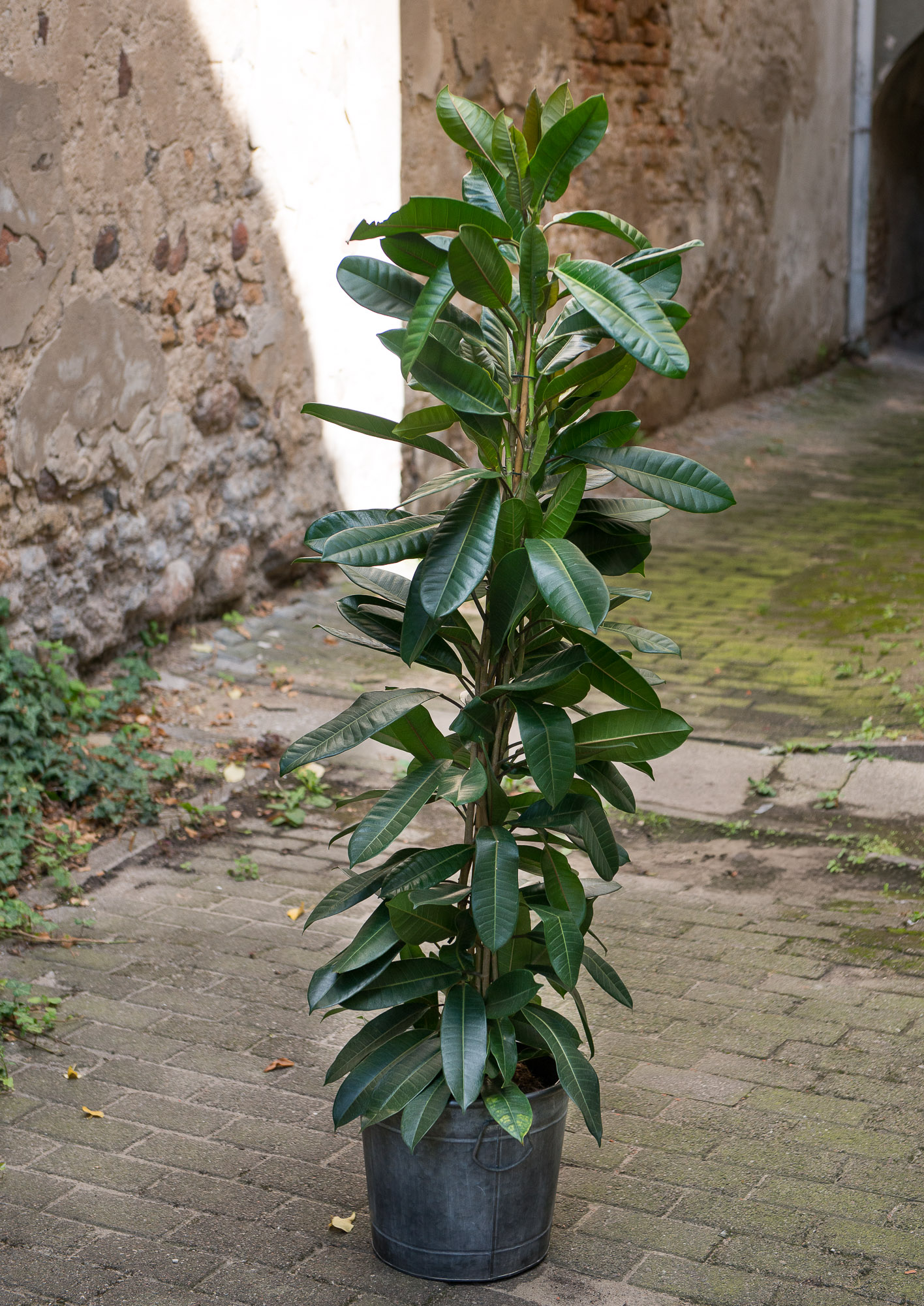 Ficus Cyathistipula fikusas kambarinis augalas gėlės ir manufaktūra kambariniai augalai