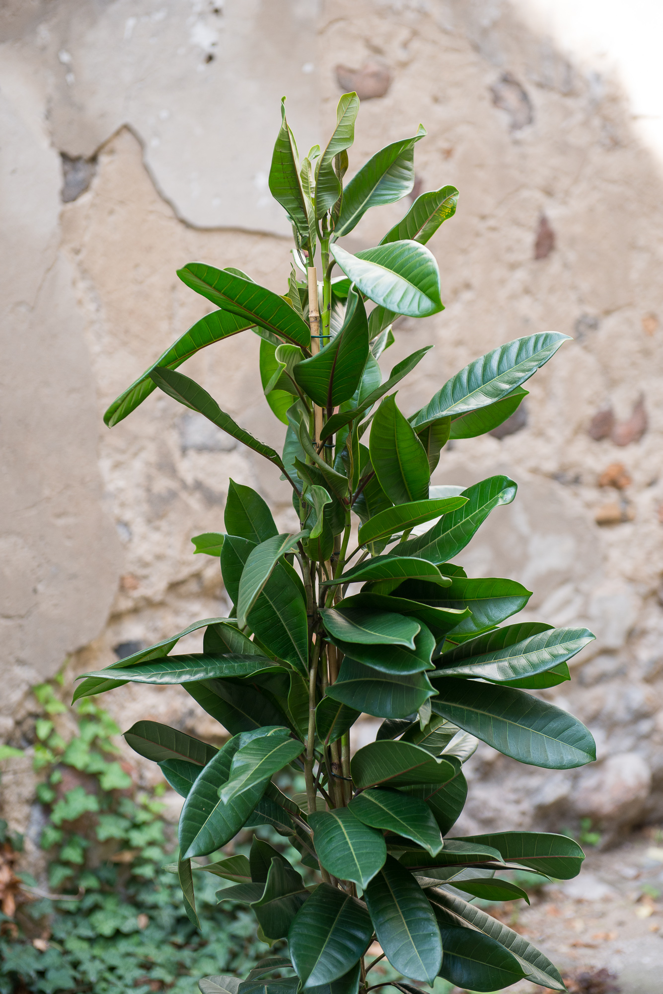 Ficus Cyathistipula fikusas kambarinis augalas gėlės ir manufaktūra kambariniai augalai