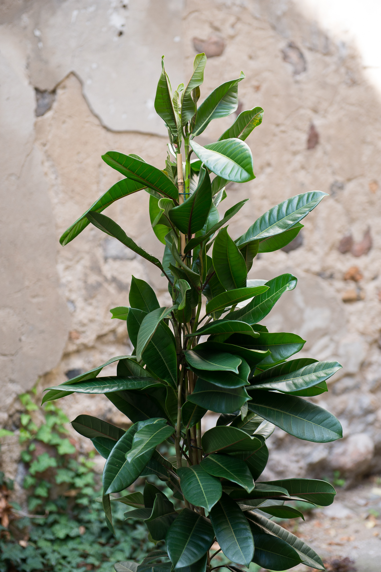 Ficus Cyathistipula fikusas kambarinis augalas gėlės ir manufaktūra kambariniai augalai