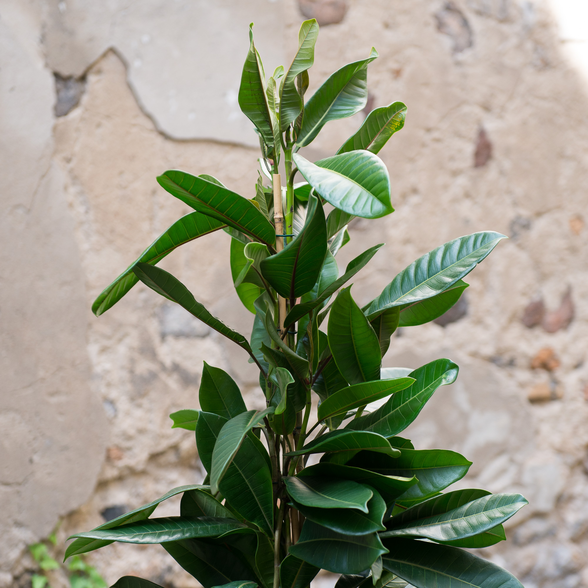 Ficus Cyathistipula fikusas kambarinis augalas gėlės ir manufaktūra kambariniai augalai