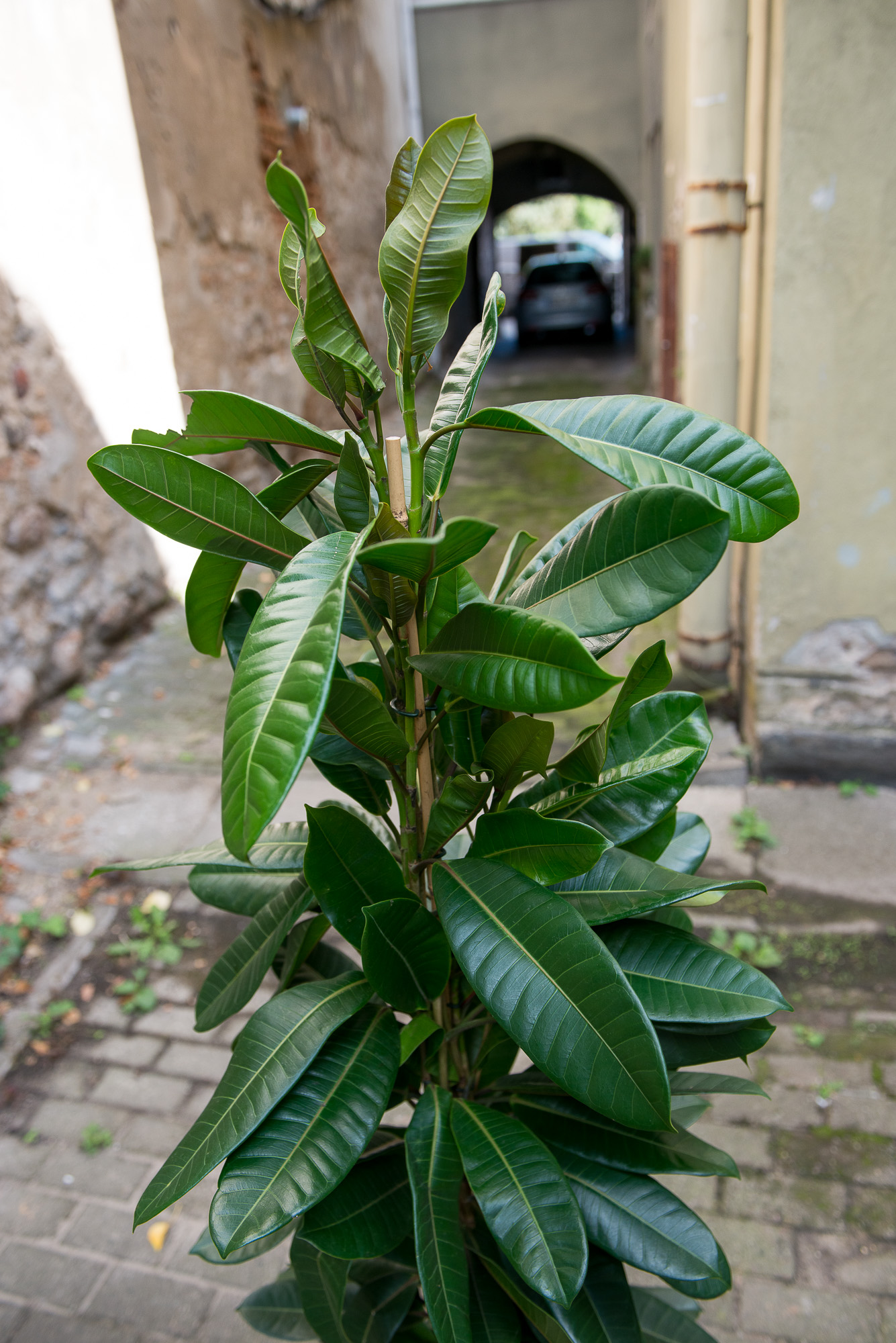 Ficus Cyathistipula fikusas kambarinis augalas gėlės ir manufaktūra kambariniai augalai