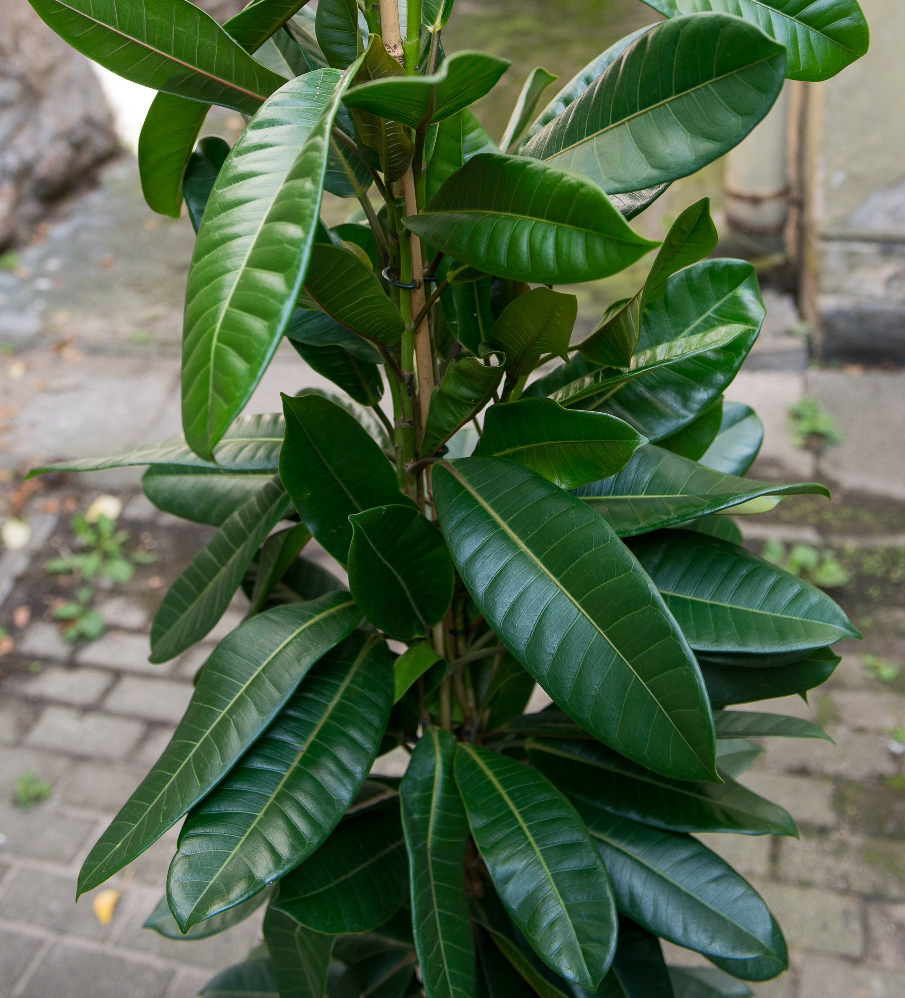Ficus Cyathistipula fikusas kambarinis augalas gėlės ir manufaktūra kambariniai augalai