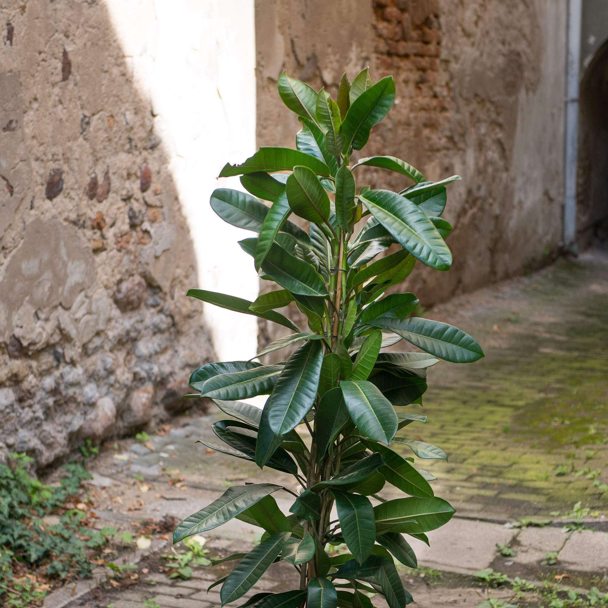Ficus Cyathistipula fikusas kambarinis augalas gėlės ir manufaktūra kambariniai augalai
