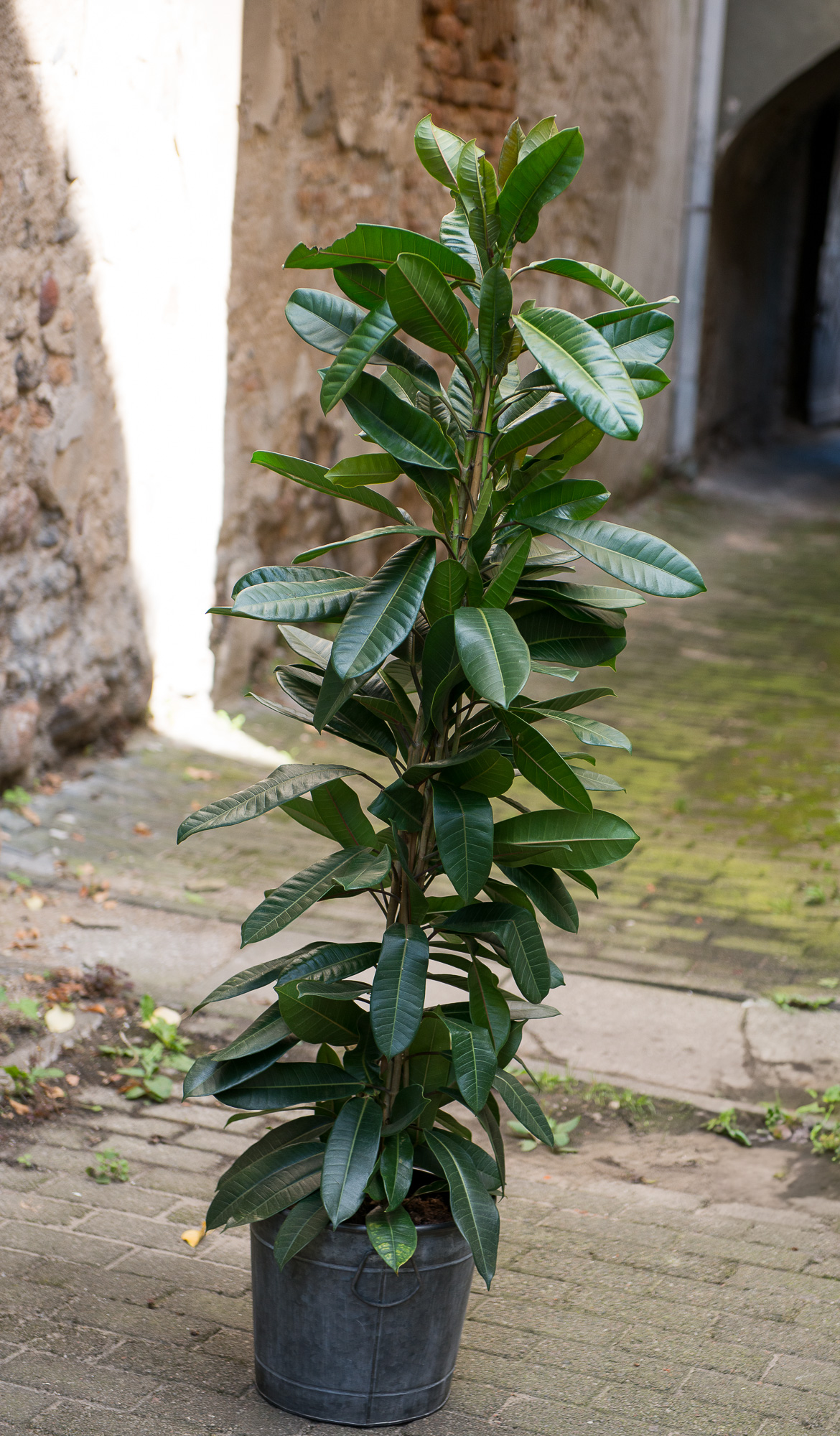 Ficus Cyathistipula fikusas kambarinis augalas gėlės ir manufaktūra kambariniai augalai