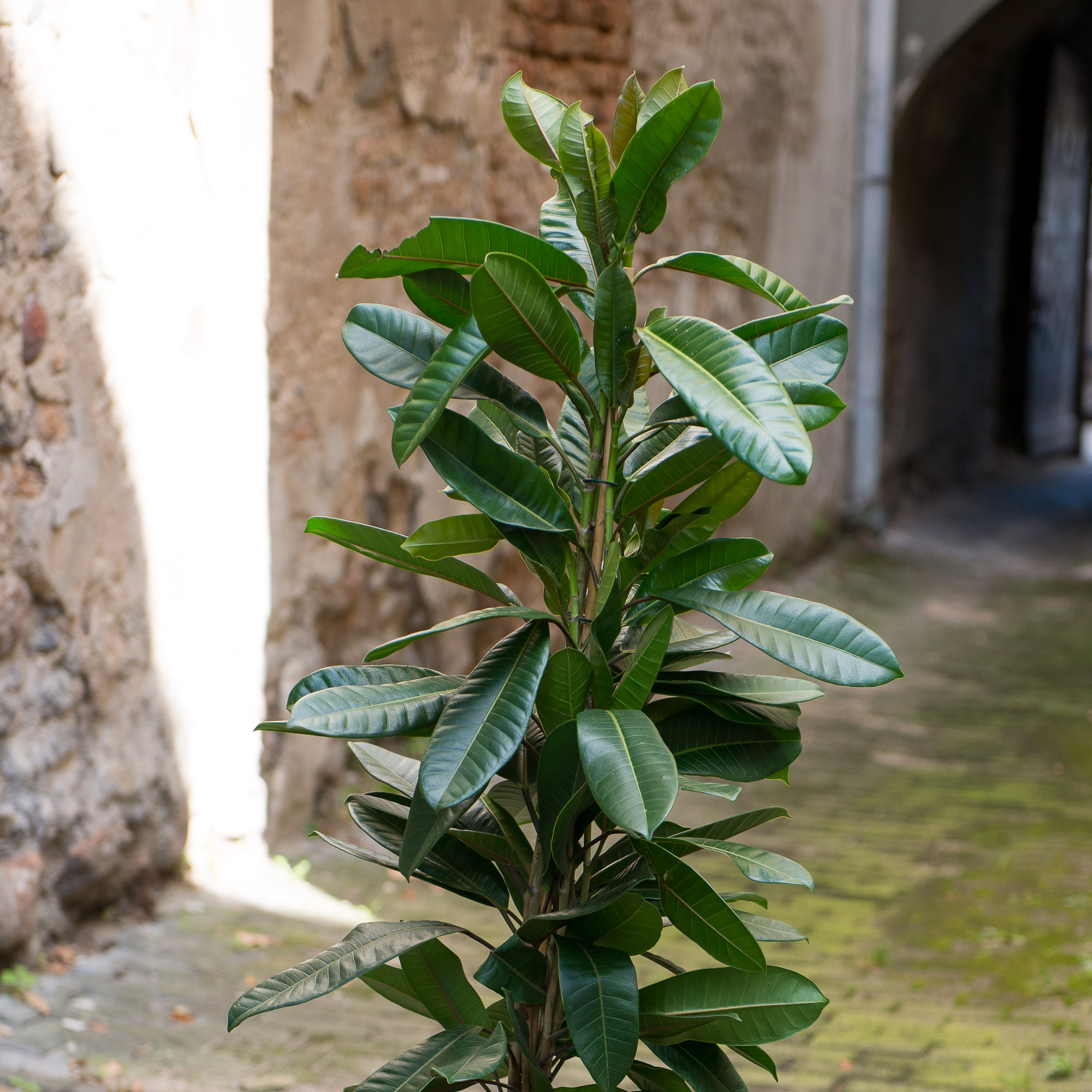 Ficus Cyathistipula fikusas kambarinis augalas gėlės ir manufaktūra kambariniai augalai