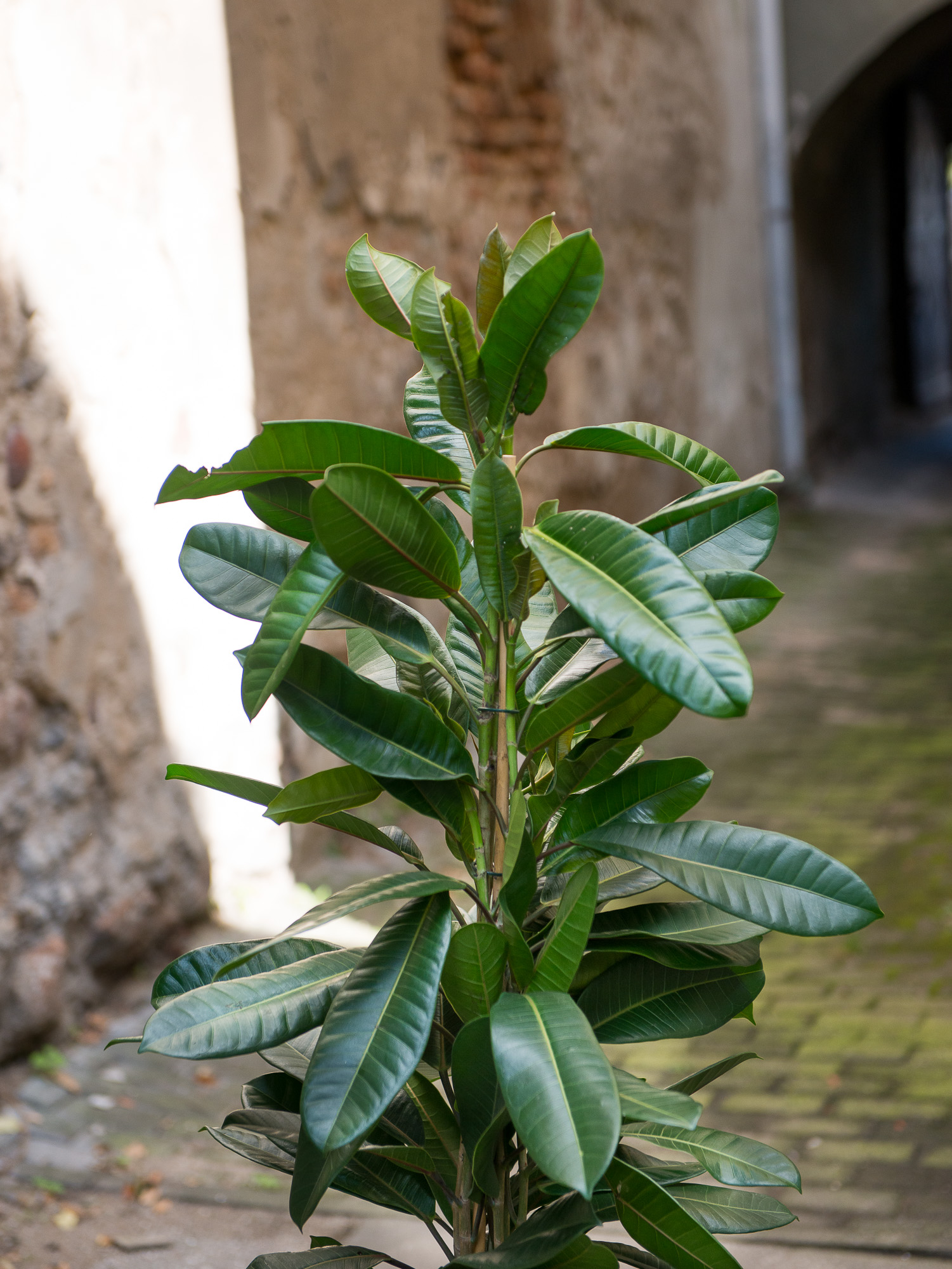 Ficus Cyathistipula fikusas kambarinis augalas gėlės ir manufaktūra kambariniai augalai