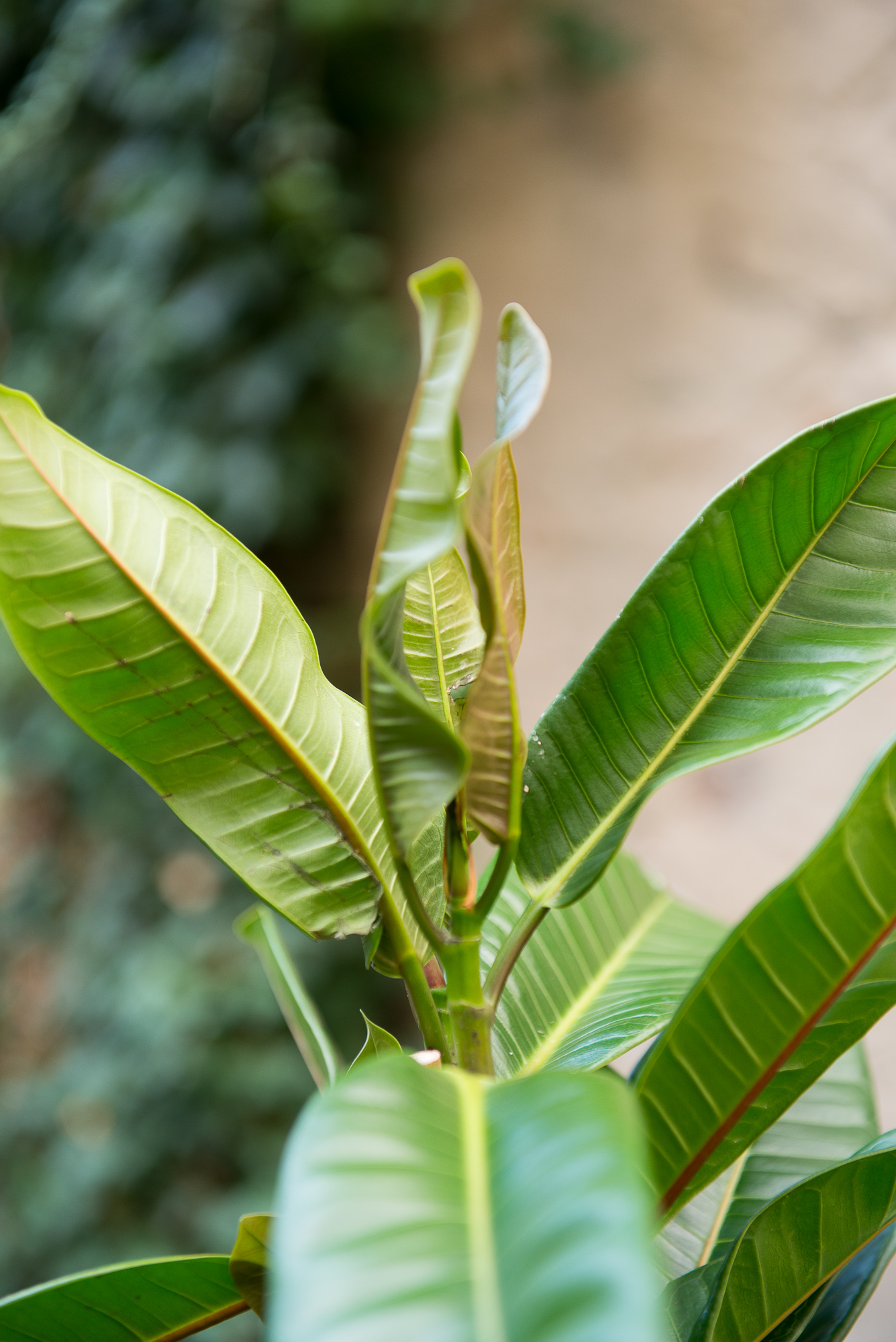 Ficus Cyathistipula fikusas kambarinis augalas gėlės ir manufaktūra kambariniai augalai