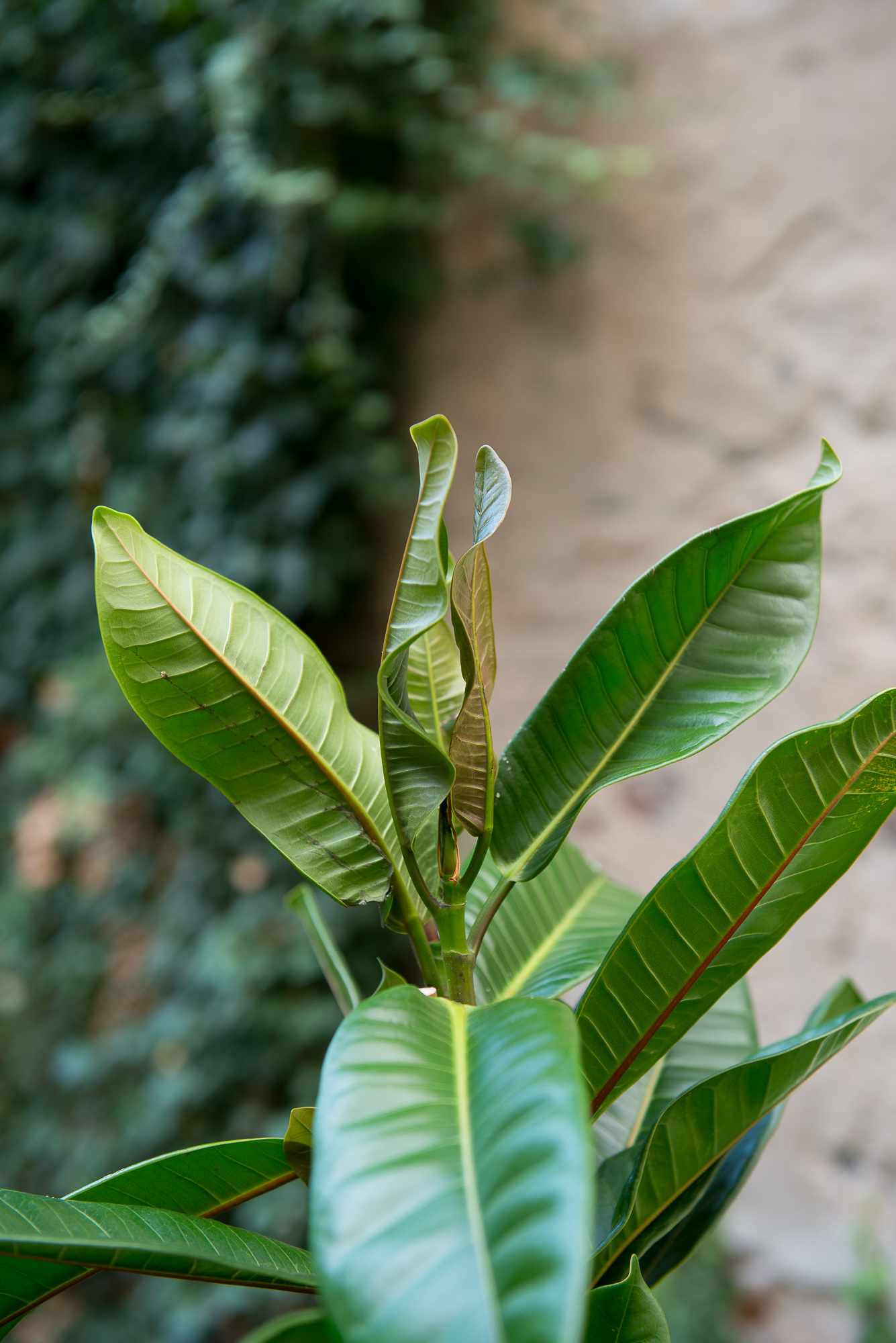 Ficus Cyathistipula fikusas kambarinis augalas gėlės ir manufaktūra kambariniai augalai