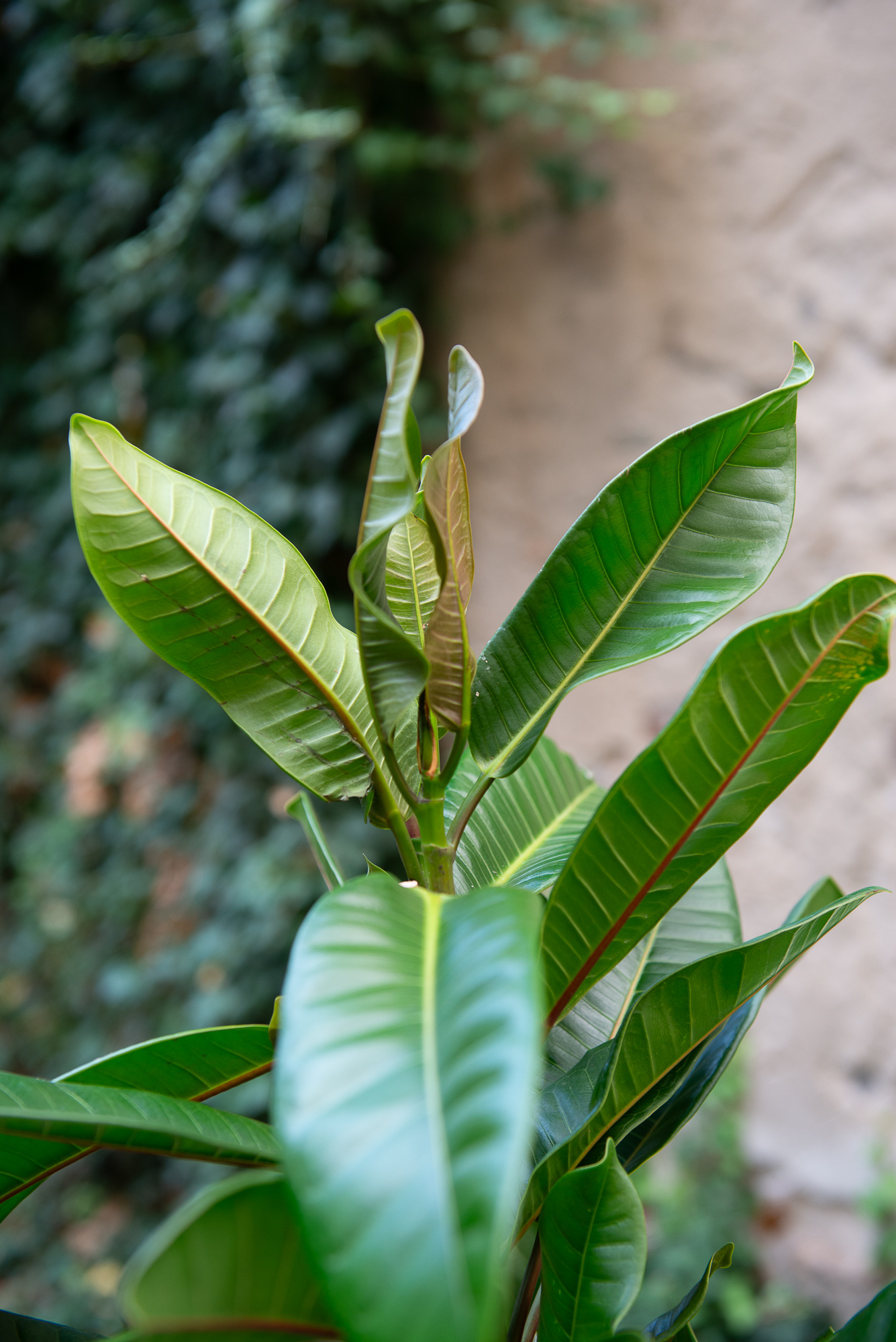 Ficus Cyathistipula fikusas kambarinis augalas gėlės ir manufaktūra kambariniai augalai