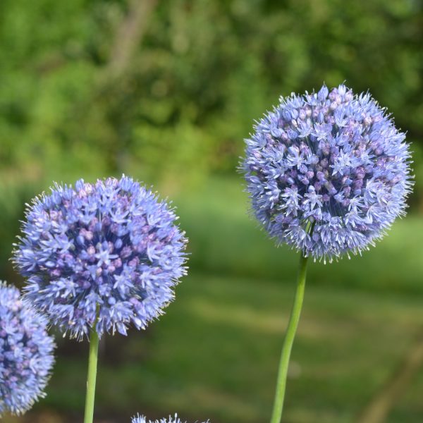 allium caeruleum azureum česnakas mėlynas blue gėlės ir manufaktūra