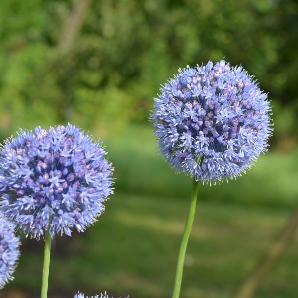 allium caeruleum azureum česnakas mėlynas blue gėlės ir manufaktūra
