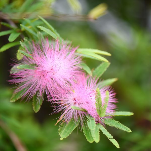 calliandra surinamensis powderpuff tree kambarinis augalas gėlės ir manufaktūra