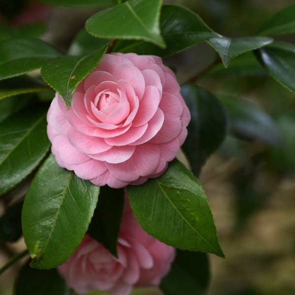 camellia japonica kamelija japoninė augalas gėlės ir manufaktūra