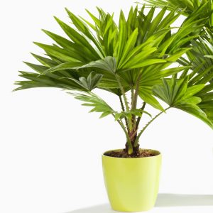 livistona palmė kambariniai augalai augalas palm Gėlės ir manufaktūra