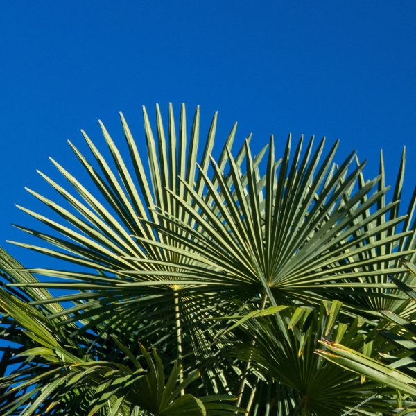 trachycarpus palmė kambariniai augalai augalas palm Gėlės ir manufaktūra