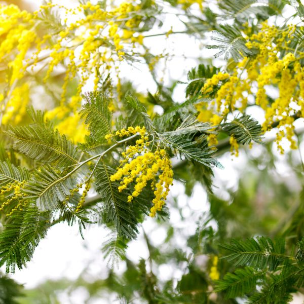acacia mimosa mimoza gėlės ir manufaktūra skintos moters diena